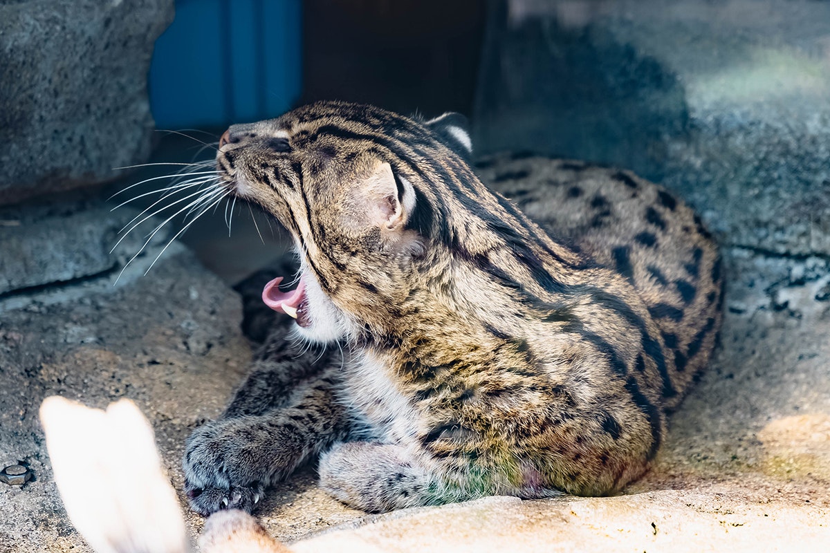 otter civet yawning