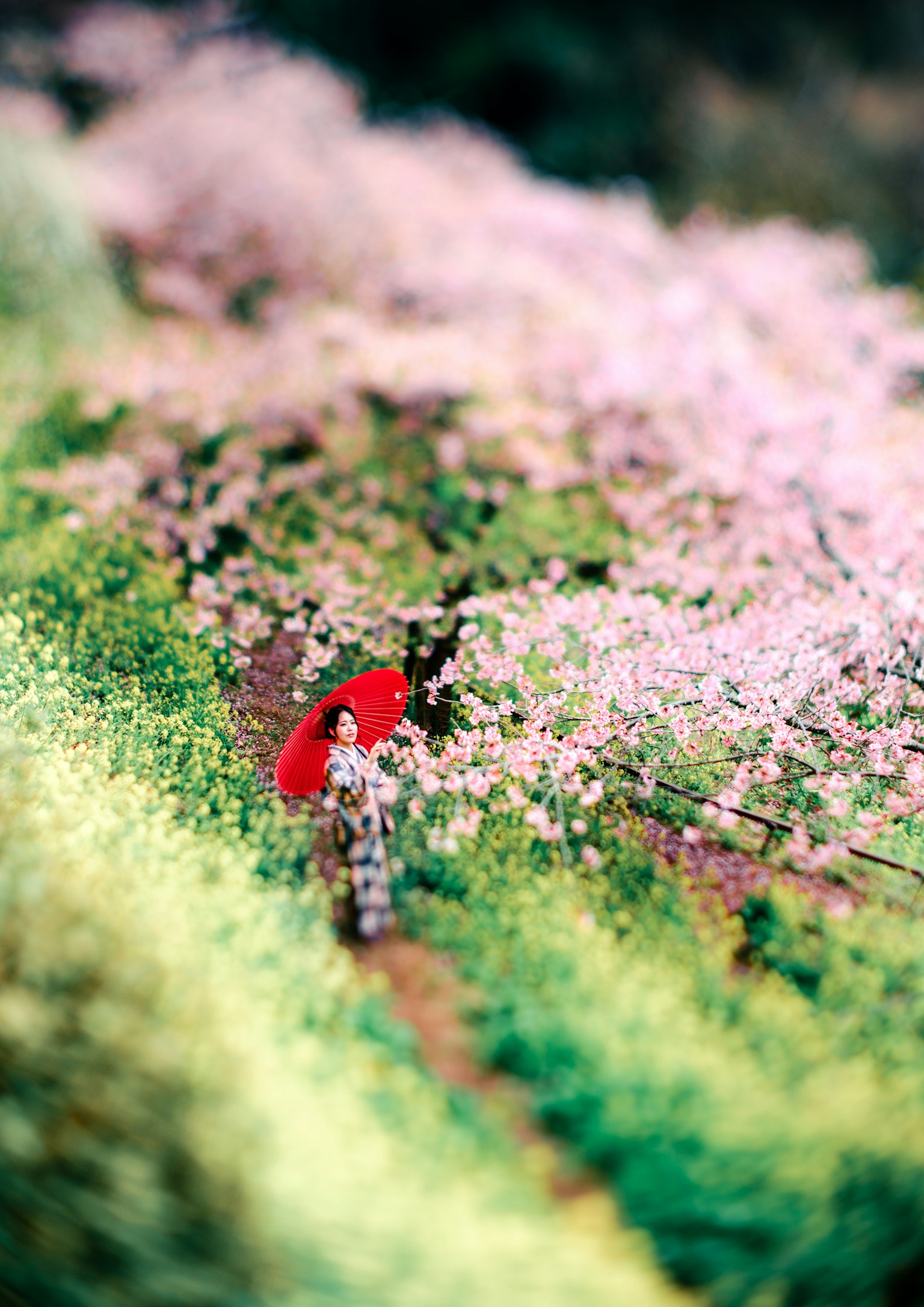 Mujer caminando por un camino verde con un paraguas rojo rodeada de cerezos en flor
