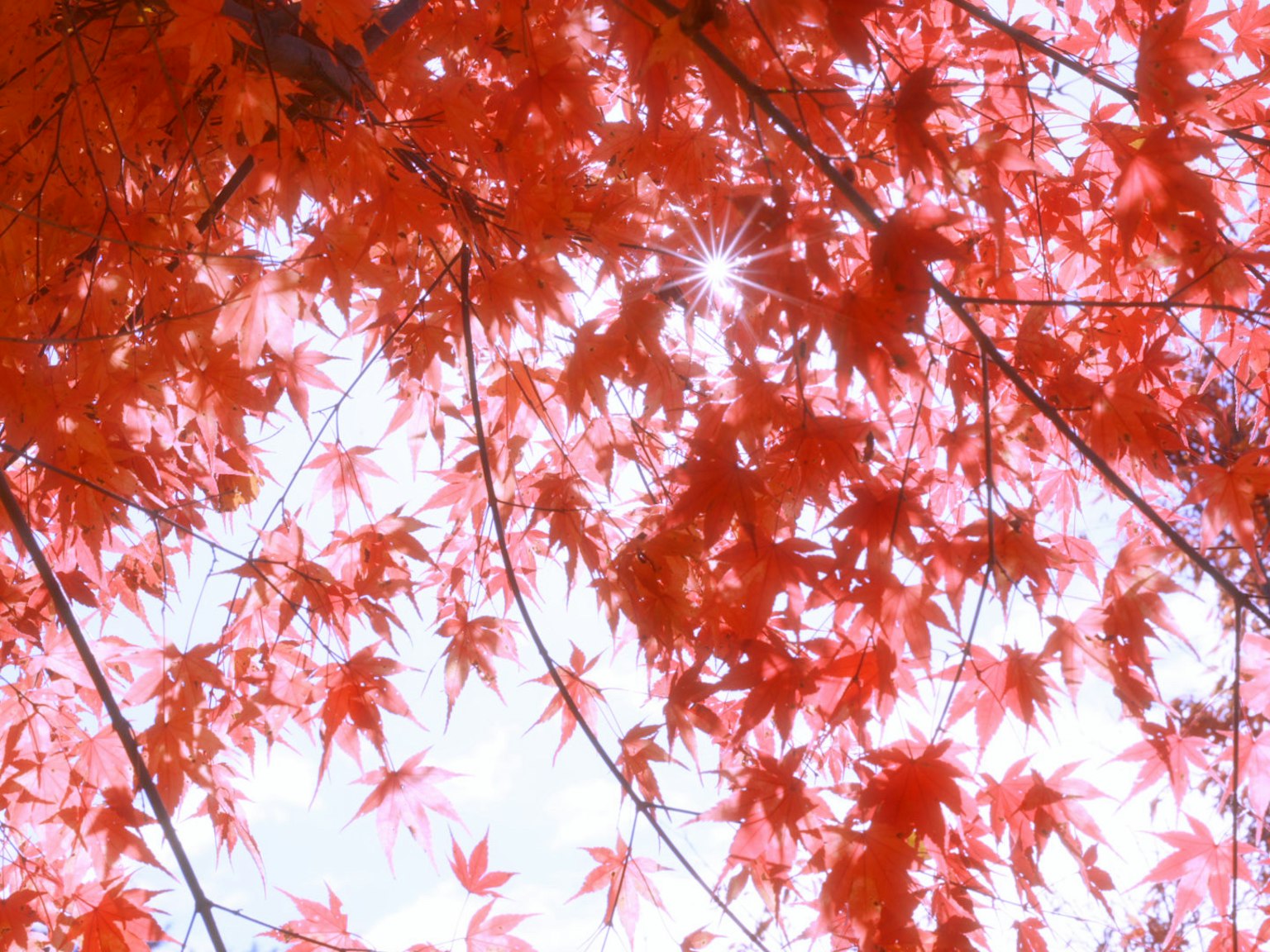 Feuilles rouges vives filtrant la lumière du soleil