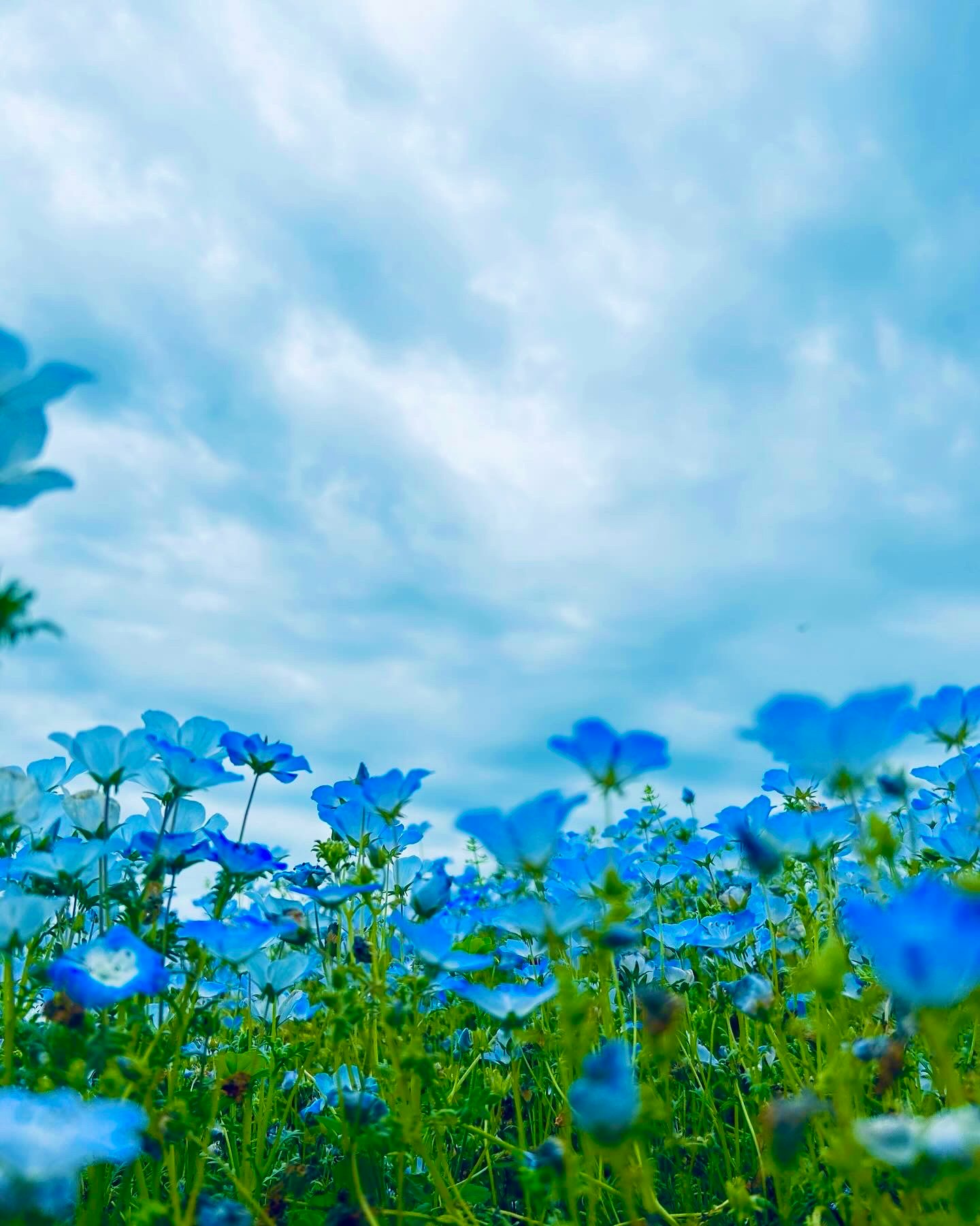 ネモフィラと青空の下の花畑