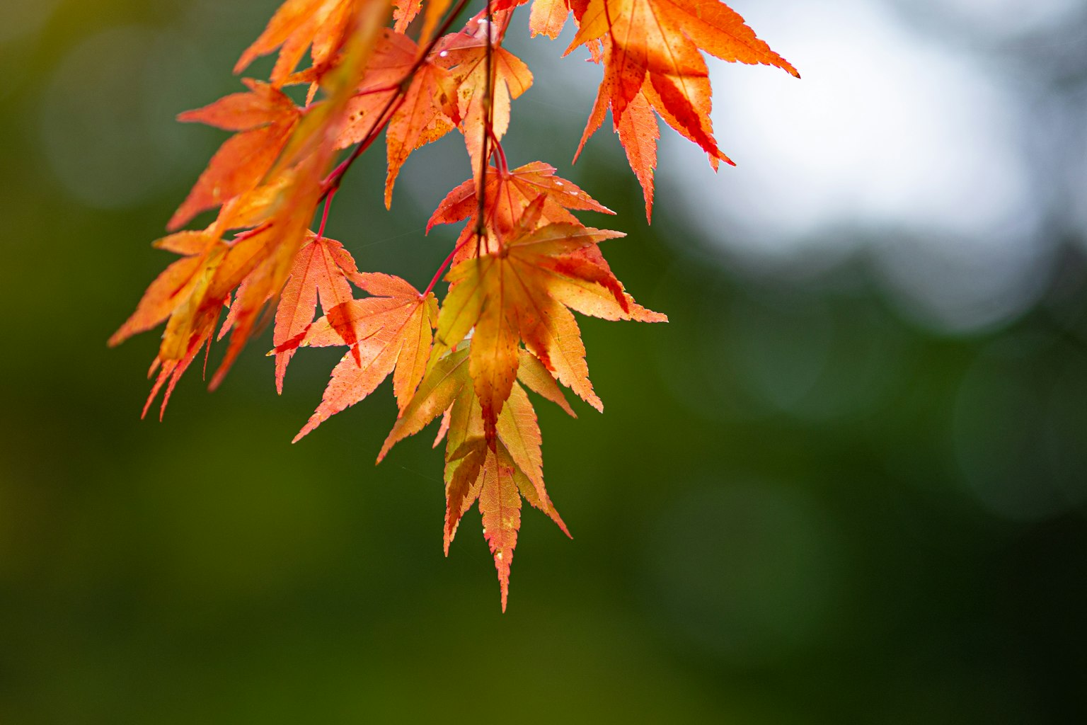 Nahaufnahme eines Zweigs mit leuchtend orange und roten Blättern