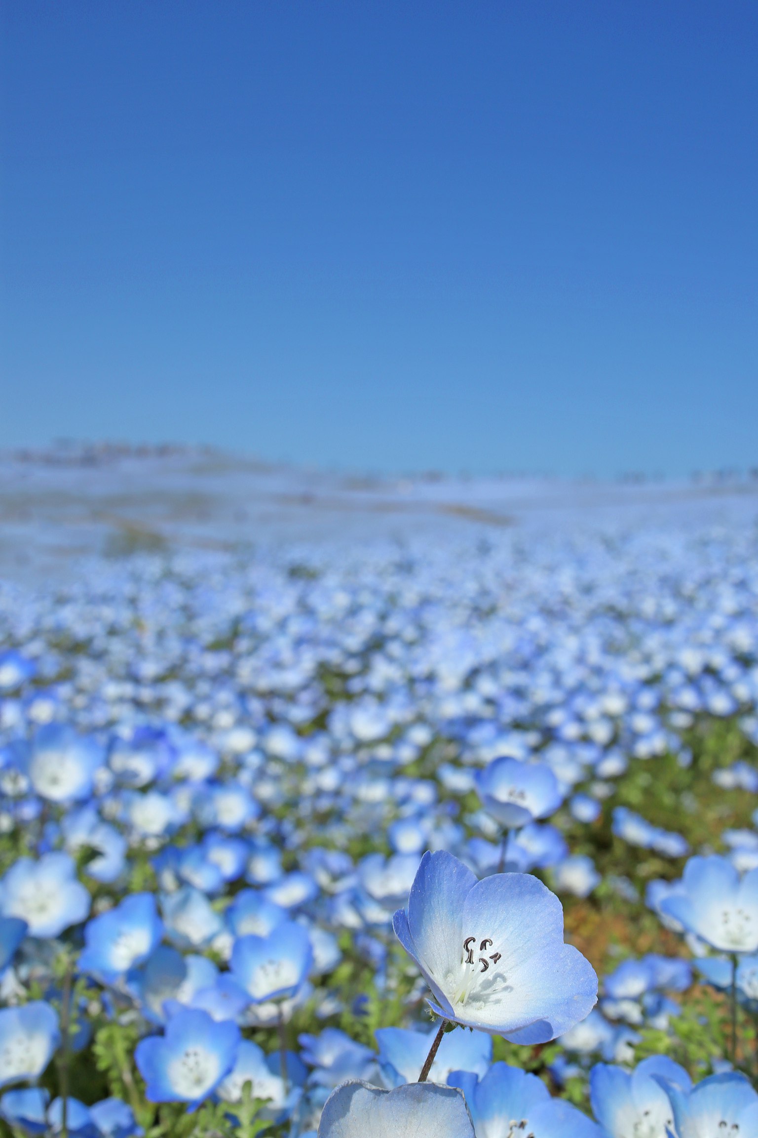Un paisaje lleno de flores azules bajo un cielo azul claro