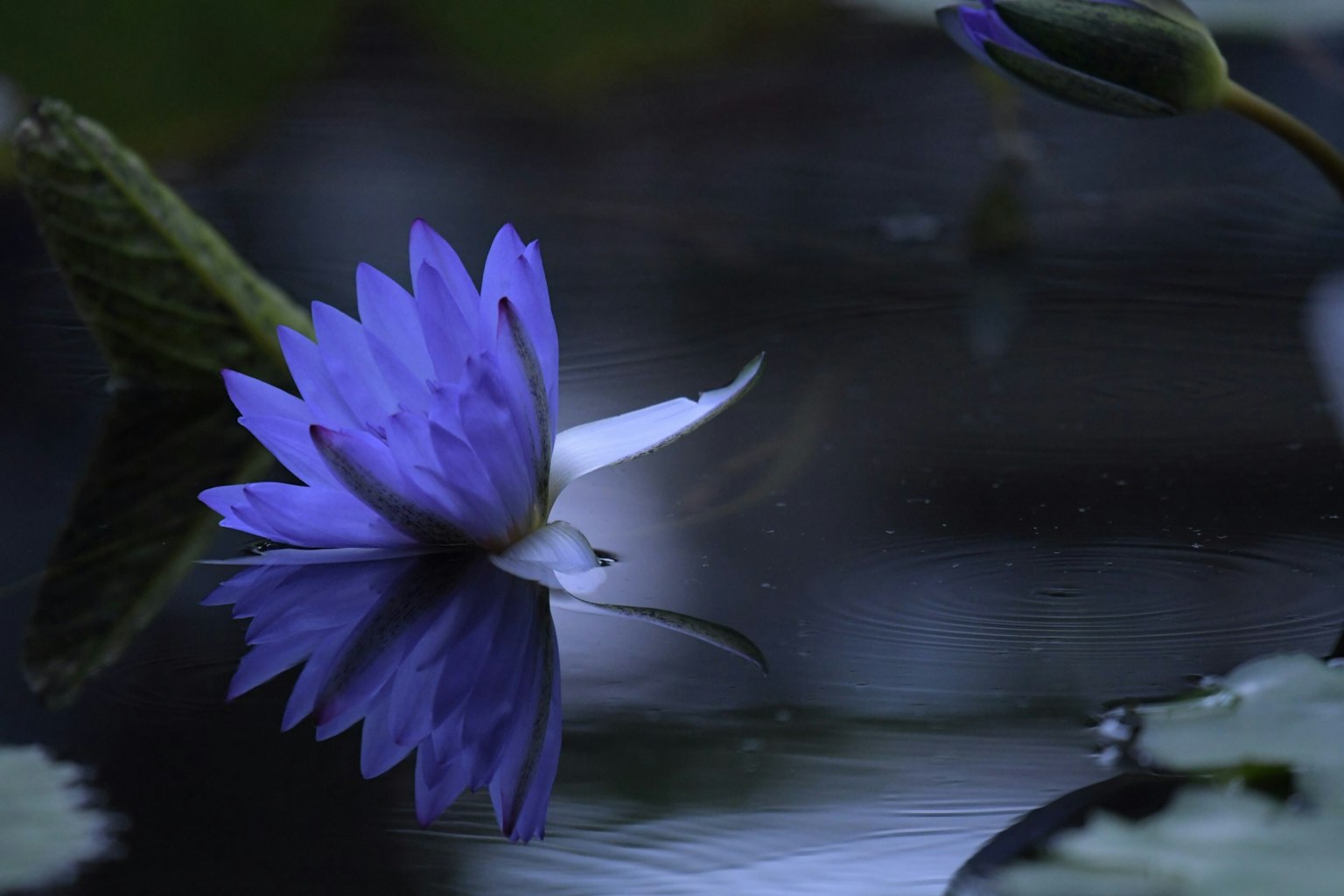 Lirio de agua azul flotando en la superficie con su reflejo