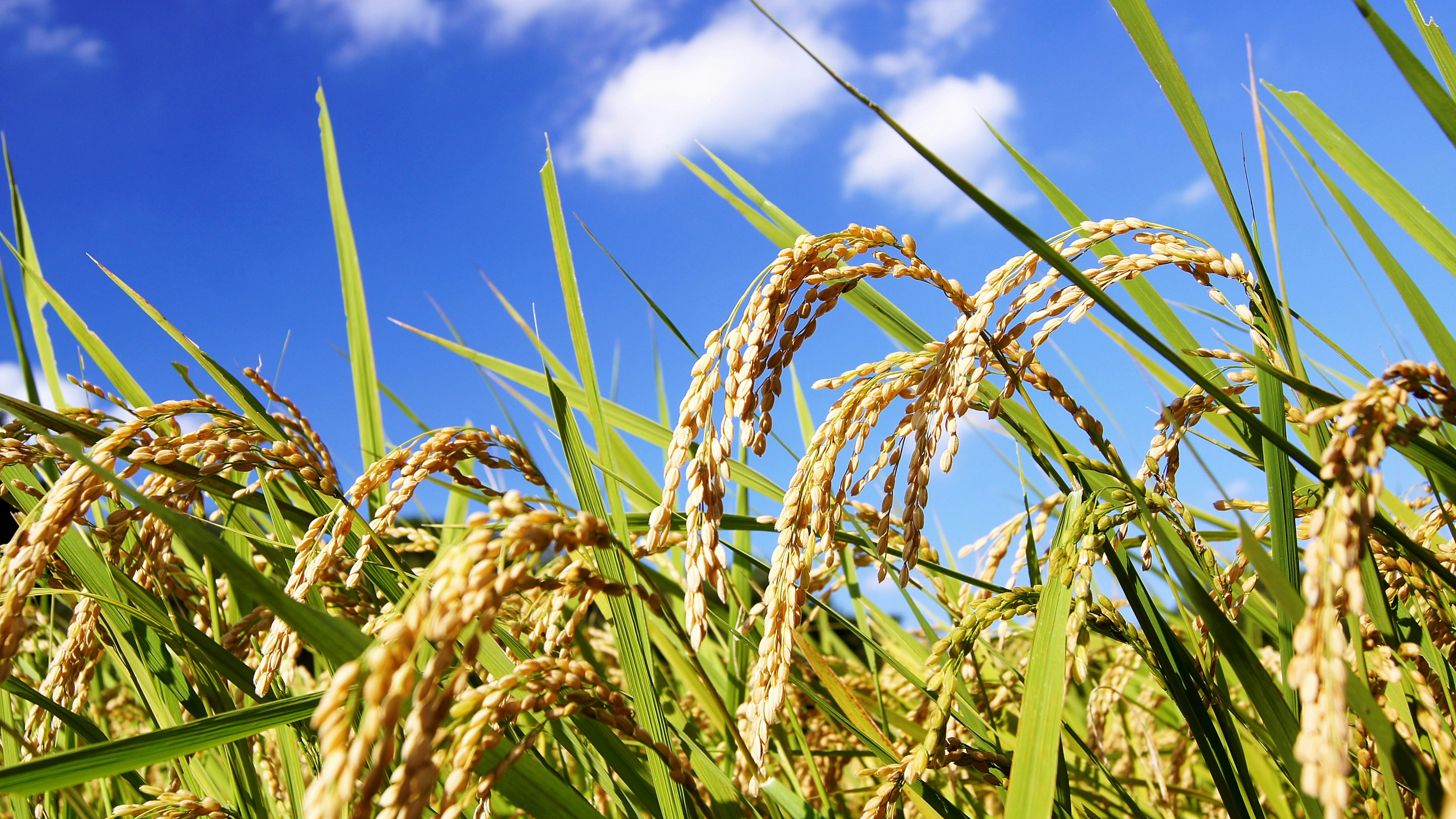 Épis de riz dorés qui ondulent dans un champ sous un ciel bleu