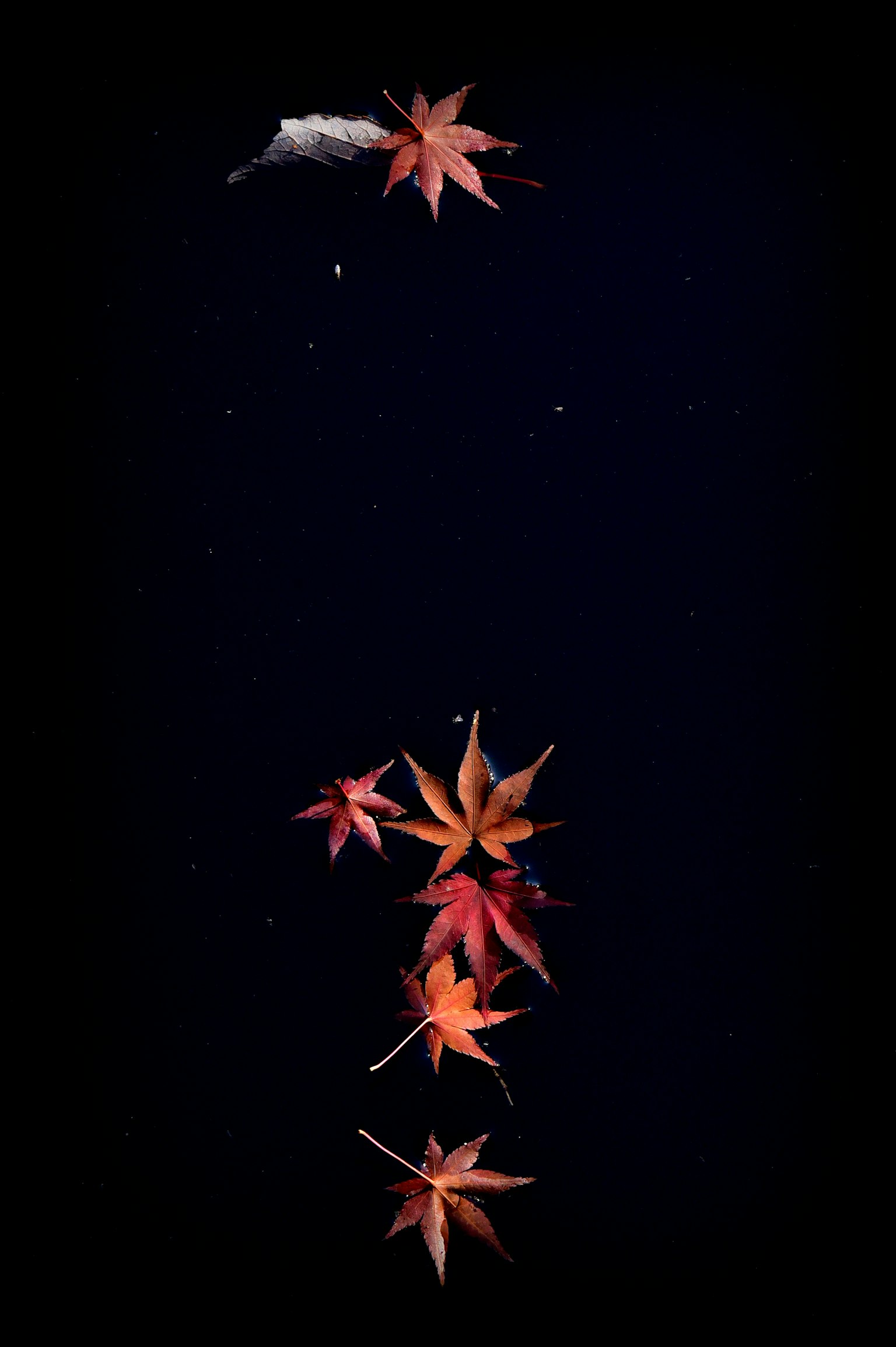 暗い背景に浮かぶ赤い楓の葉が散らばっている