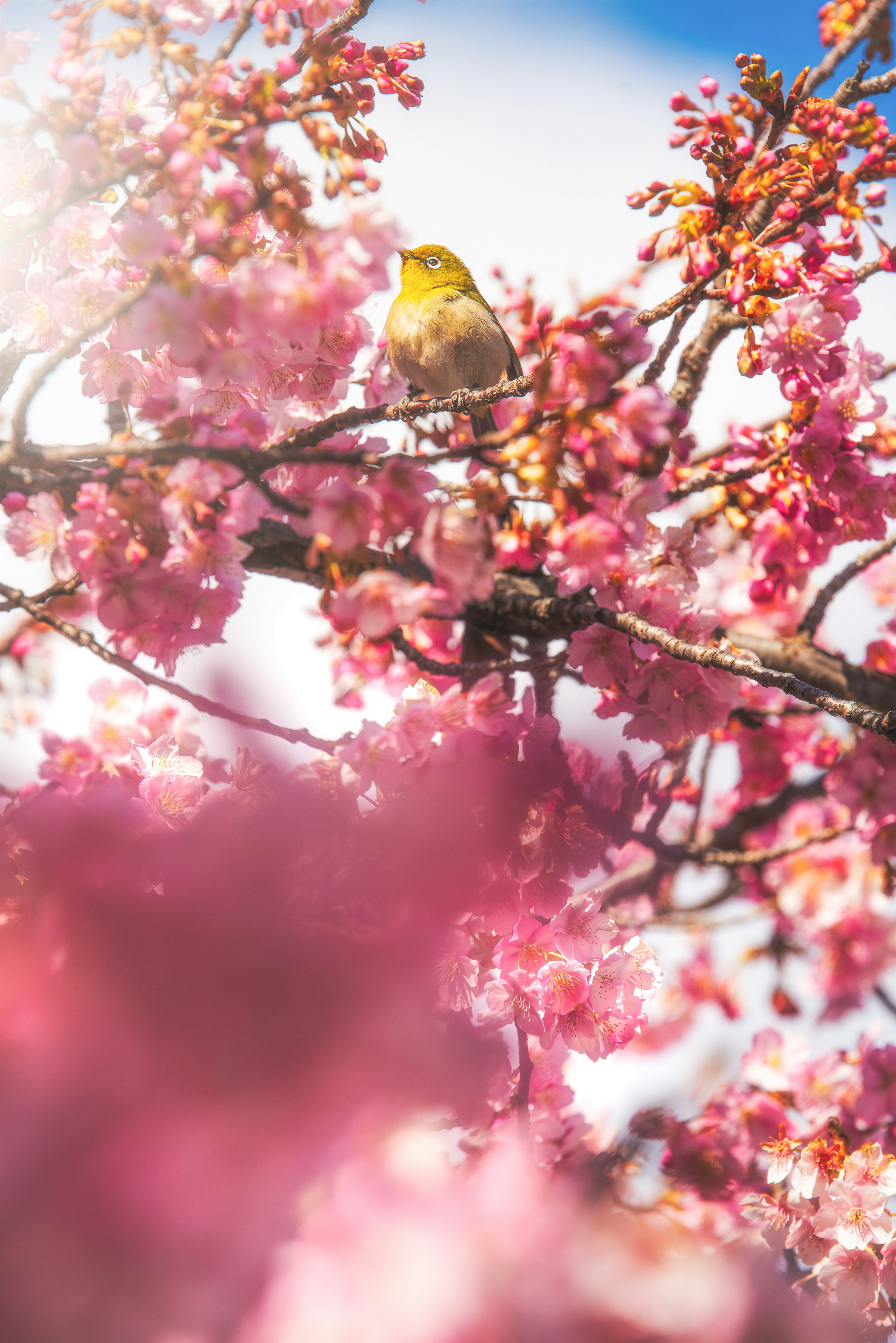 桜の花の枝にとまる小鳥