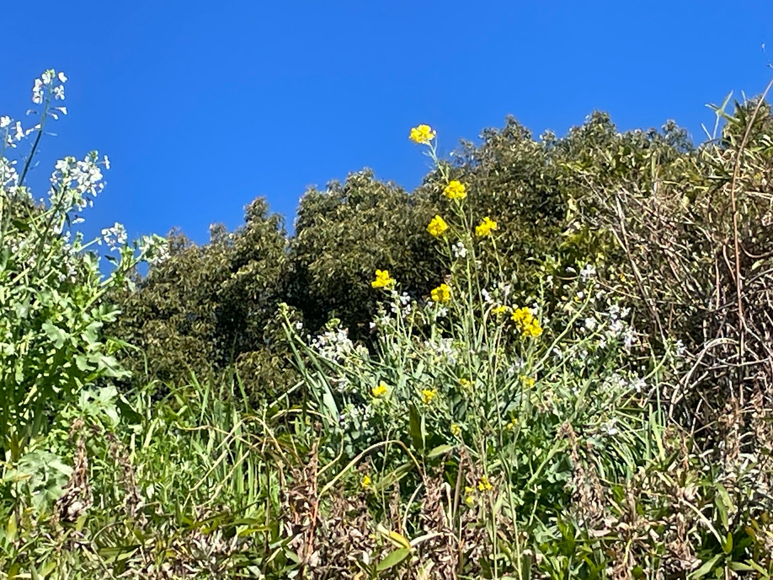 Landschaft mit gelben Blumen und grünem Gras unter einem klaren blauen Himmel