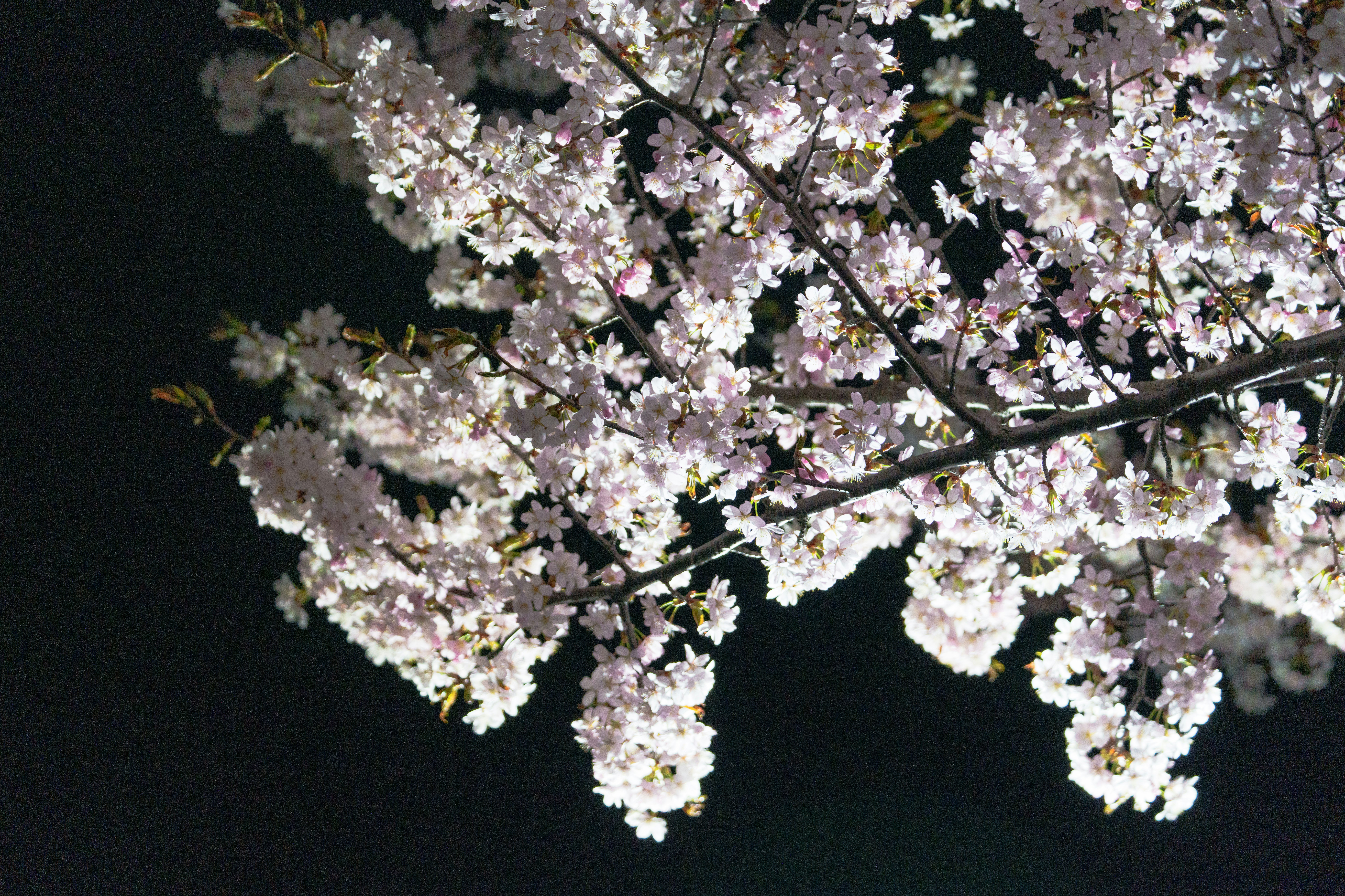 夜空に咲く桜の枝先のクローズアップ