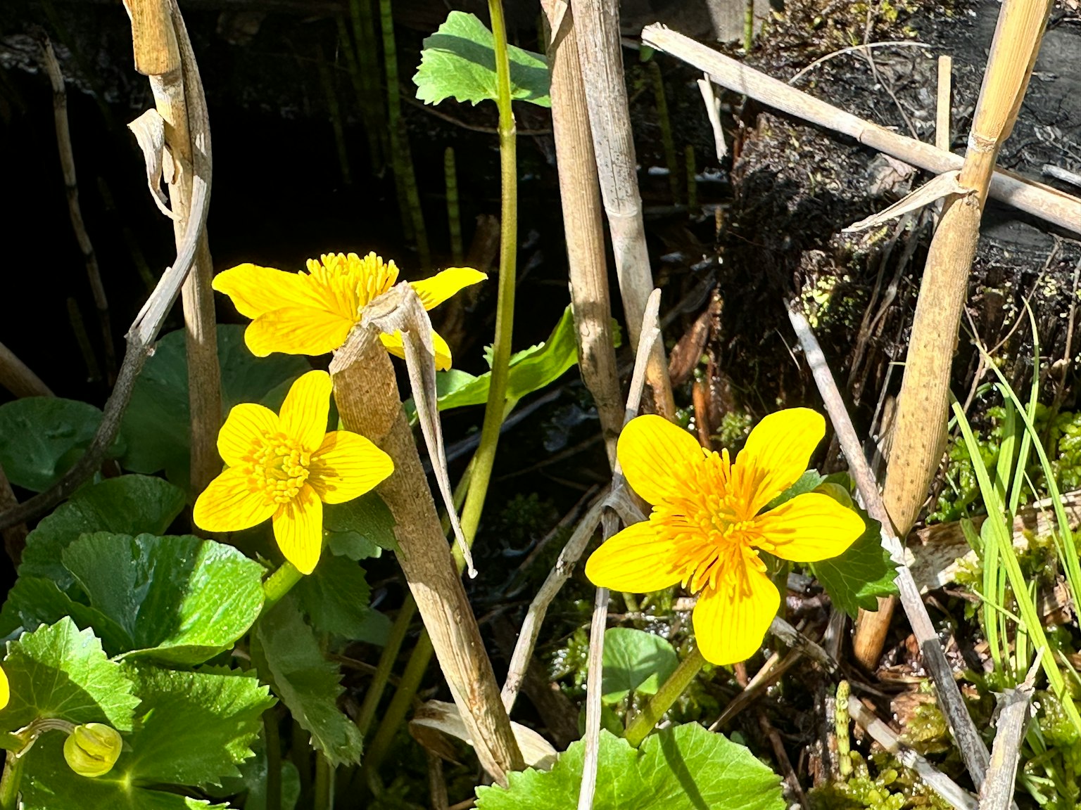 Raggruppamento di fiori gialli che crescono tra la vegetazione e elementi naturali