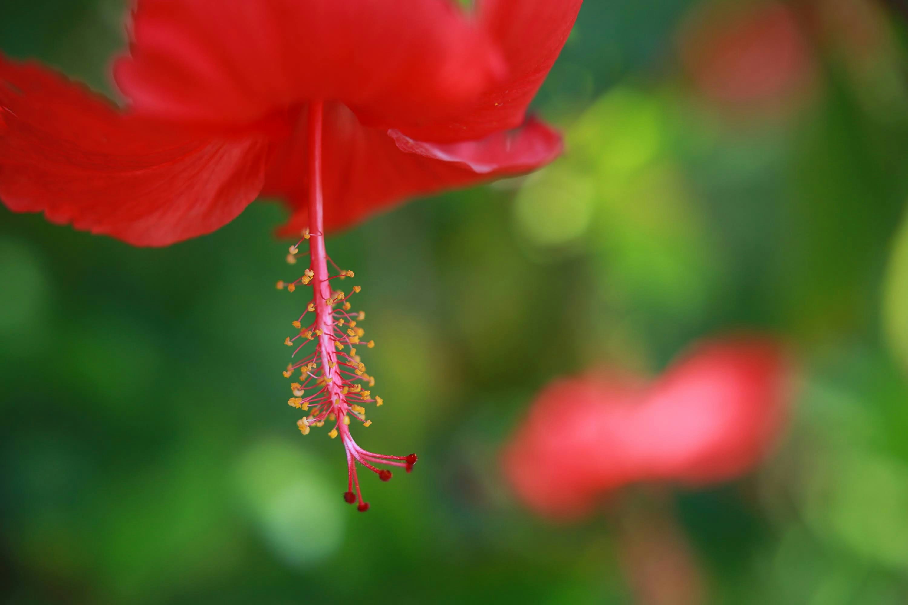 紅色扶桑花花蕊特寫（石垣島）