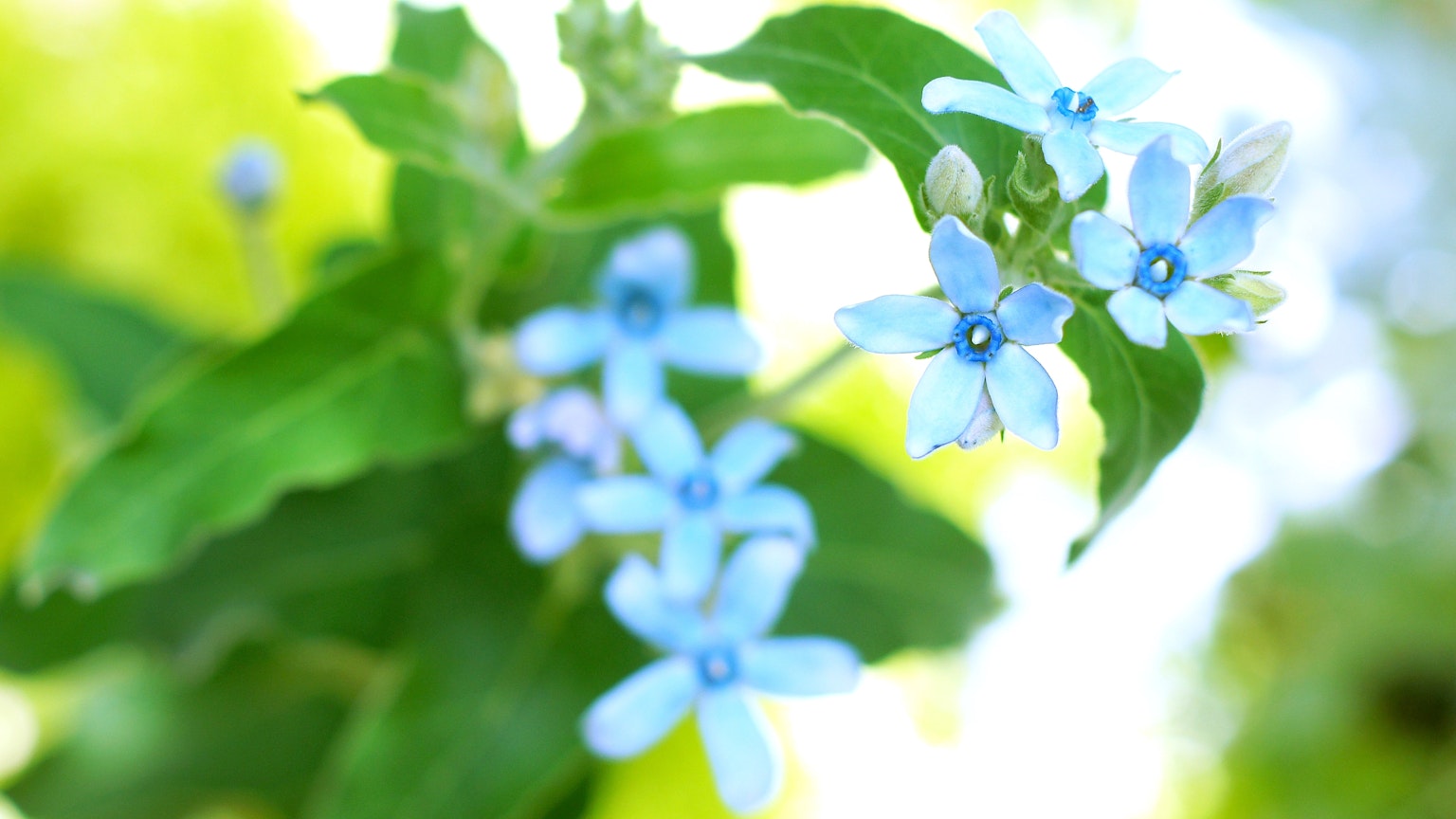 Close-up photo of a plant with blue flowers