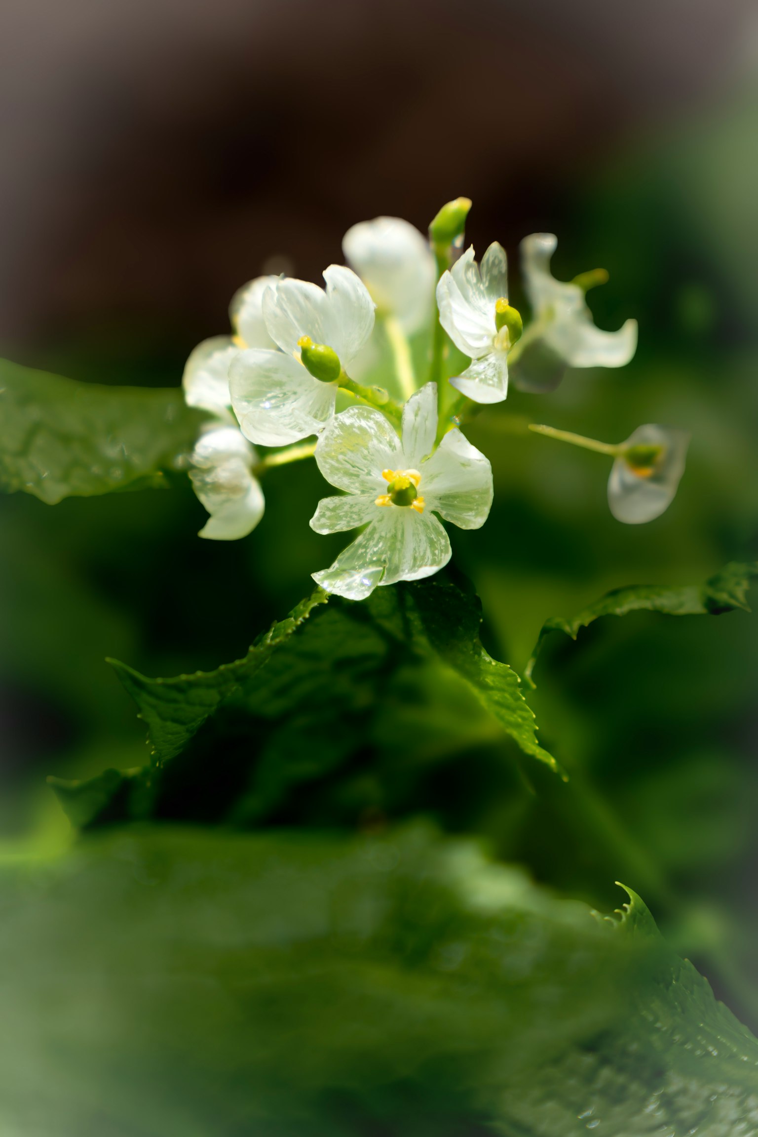 Nahaufnahme einer Pflanze mit weißen Blüten und grünen Blättern