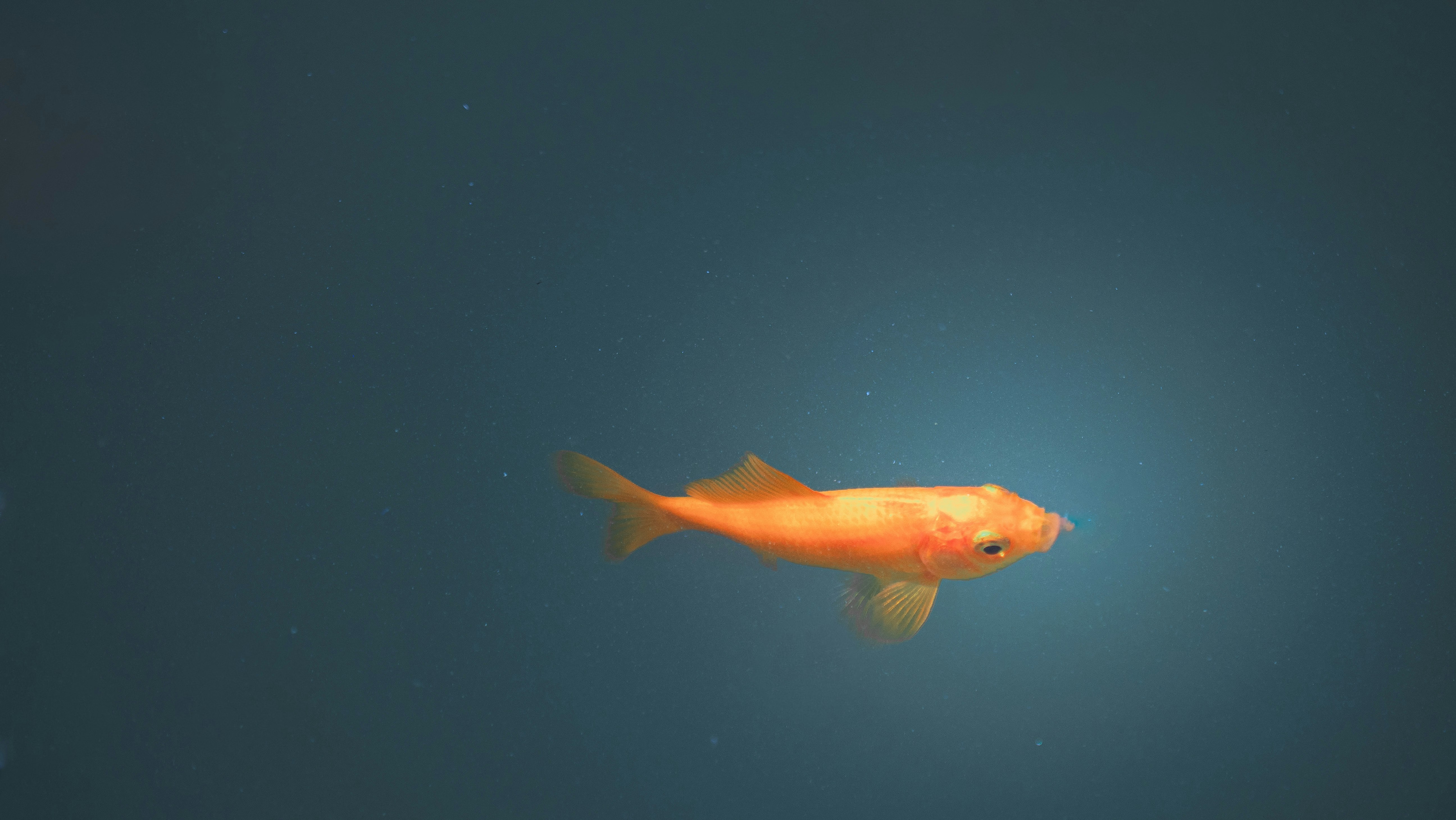水下游動的橙色魚苗