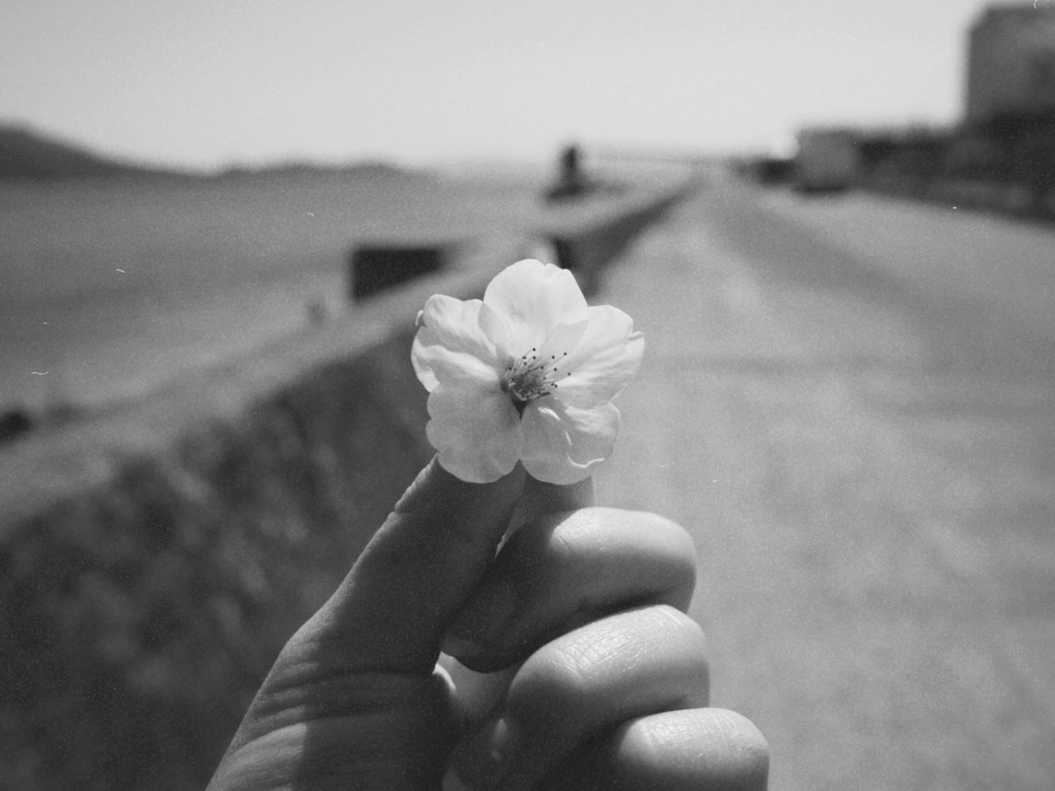 一只手握着一朵白花，远处是道路的景色