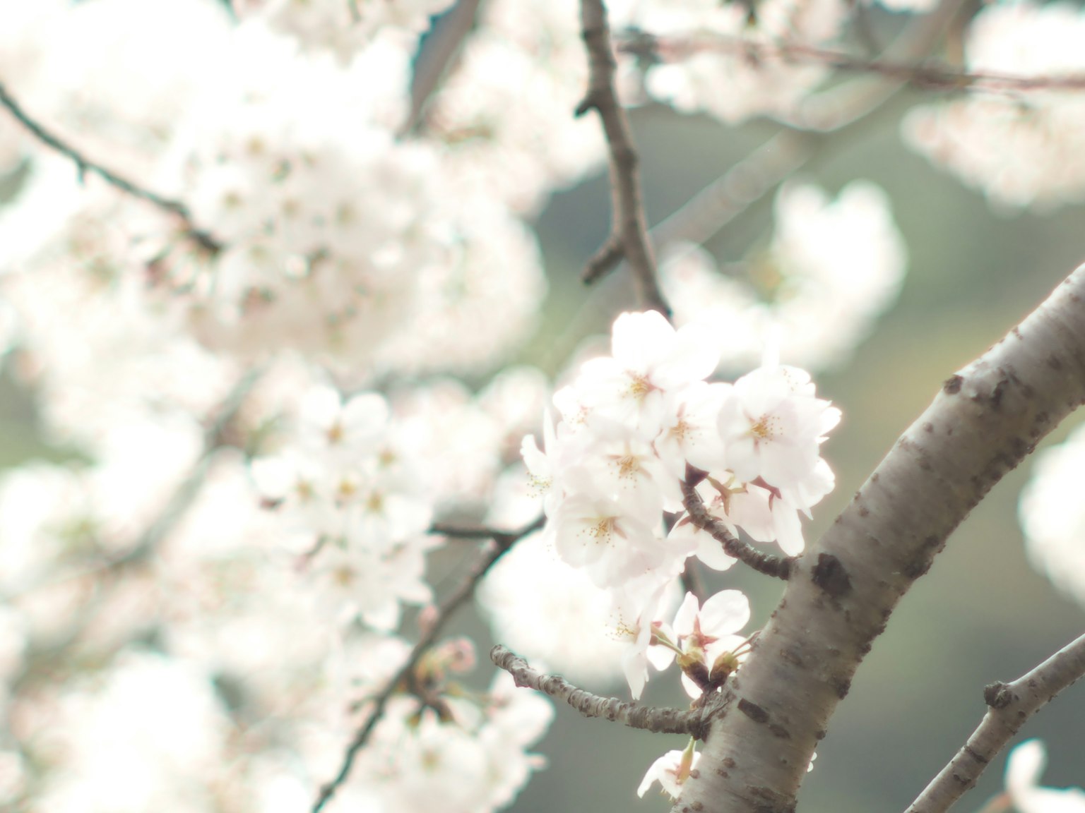 Kedekatan bunga sakura di cabang