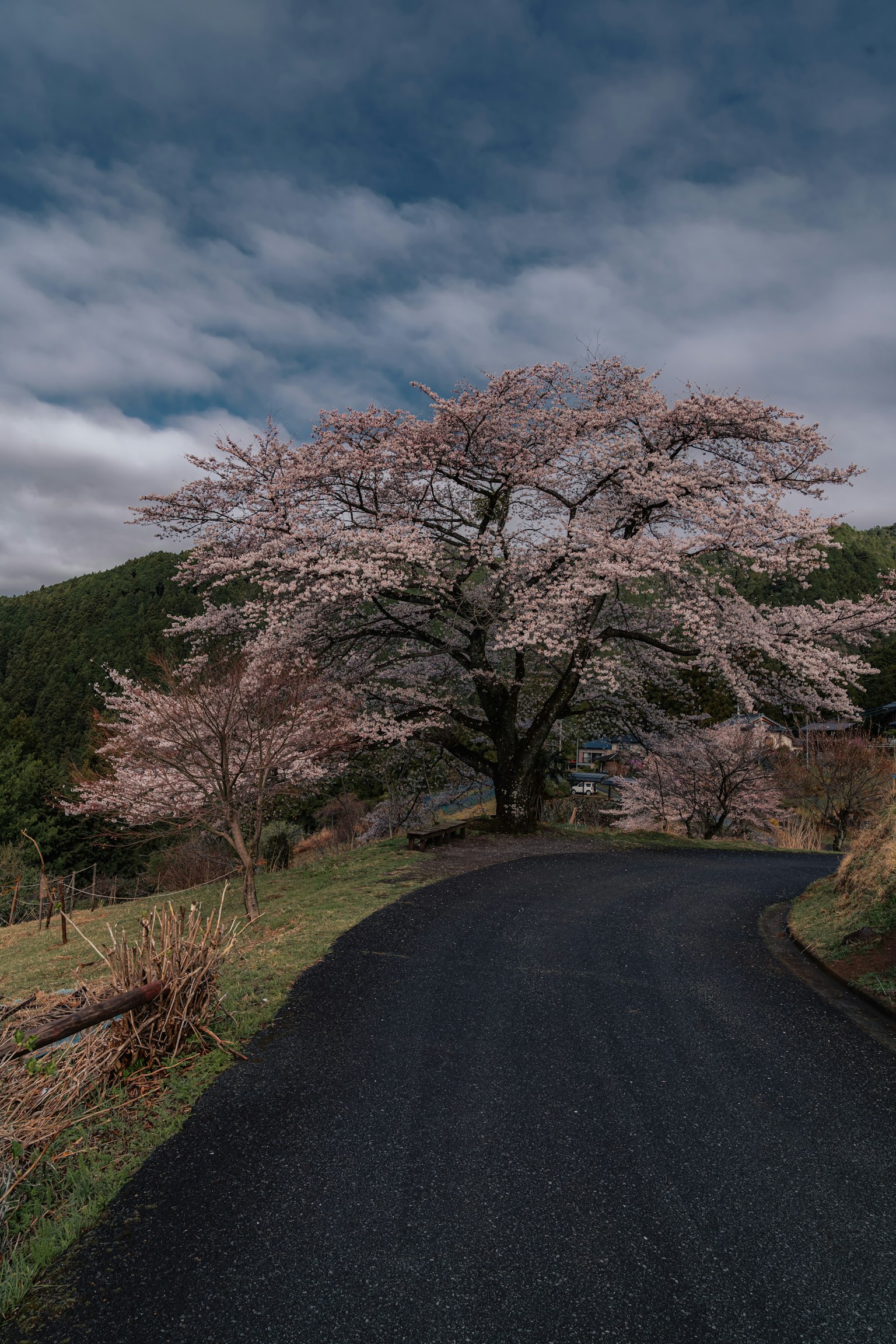 Bellissimo albero di ciliegio in fiore accanto a una strada tortuosa