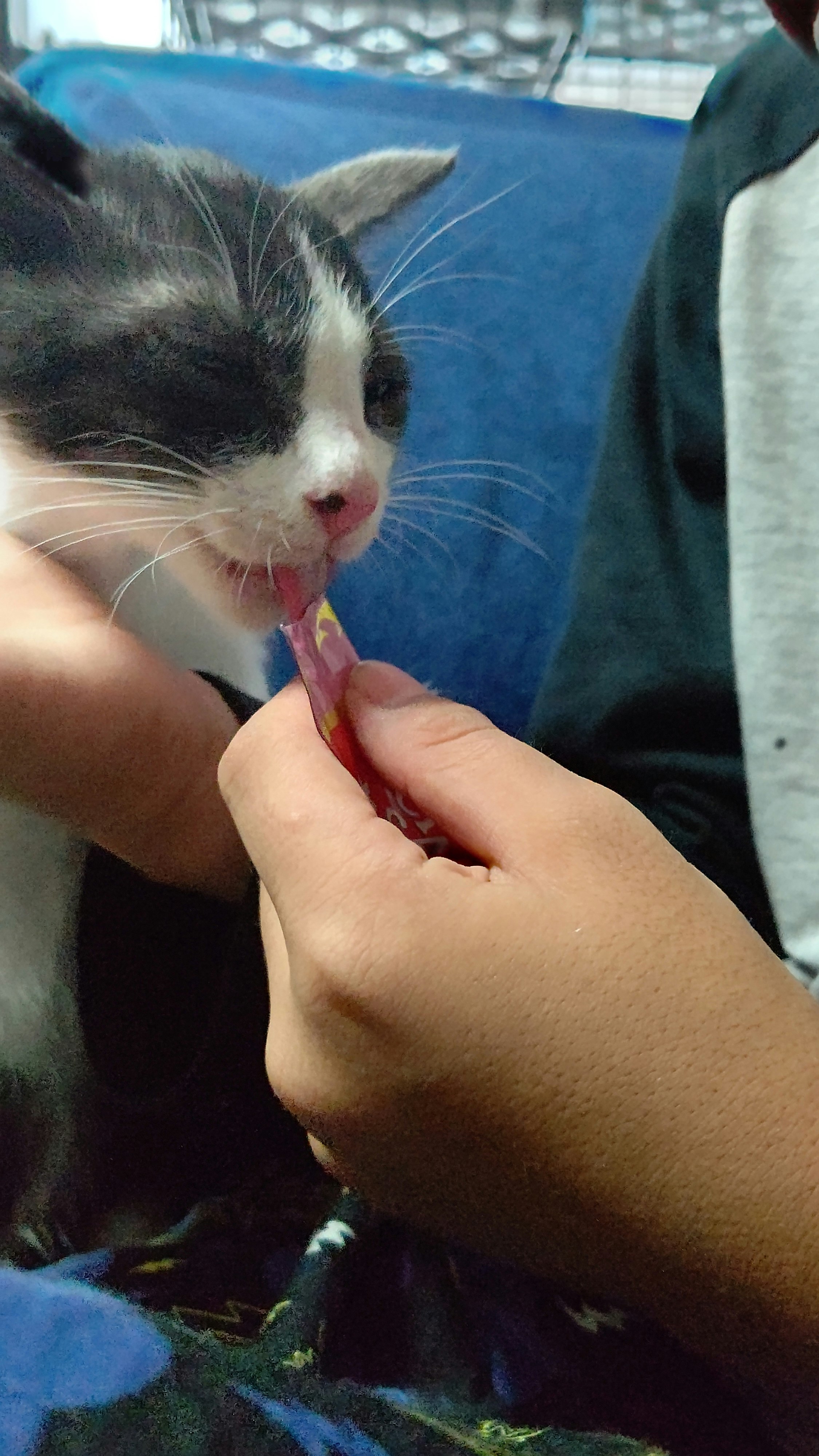 藍色毯子上從手裡吃零食的貓