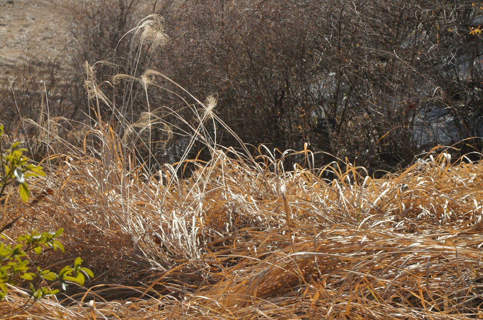Landscape featuring dry grass and twigs