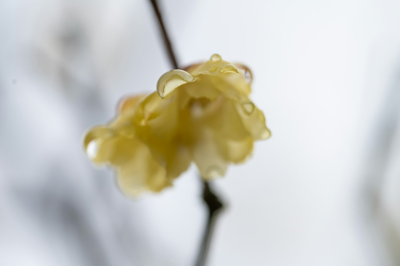 Acercamiento de una flor amarilla con gotas de agua en una rama
