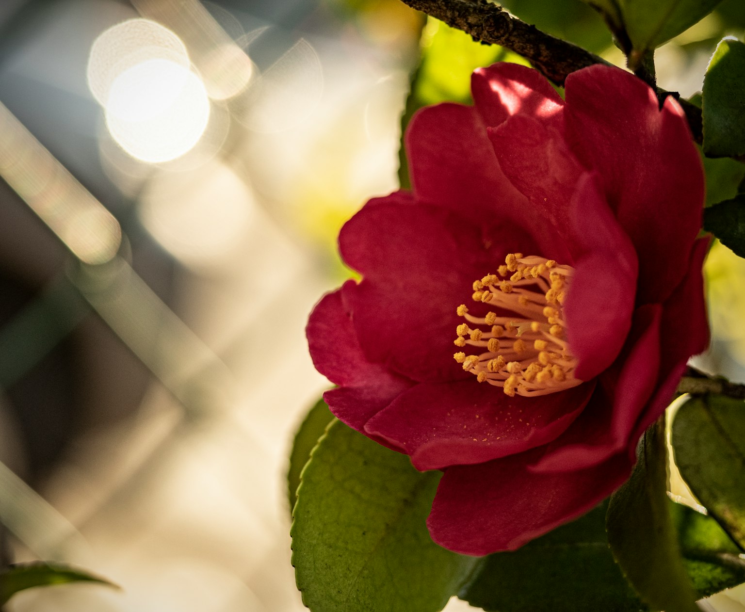 Foto close-up bunga camellia dengan kelopak merah dan benang sari kuning