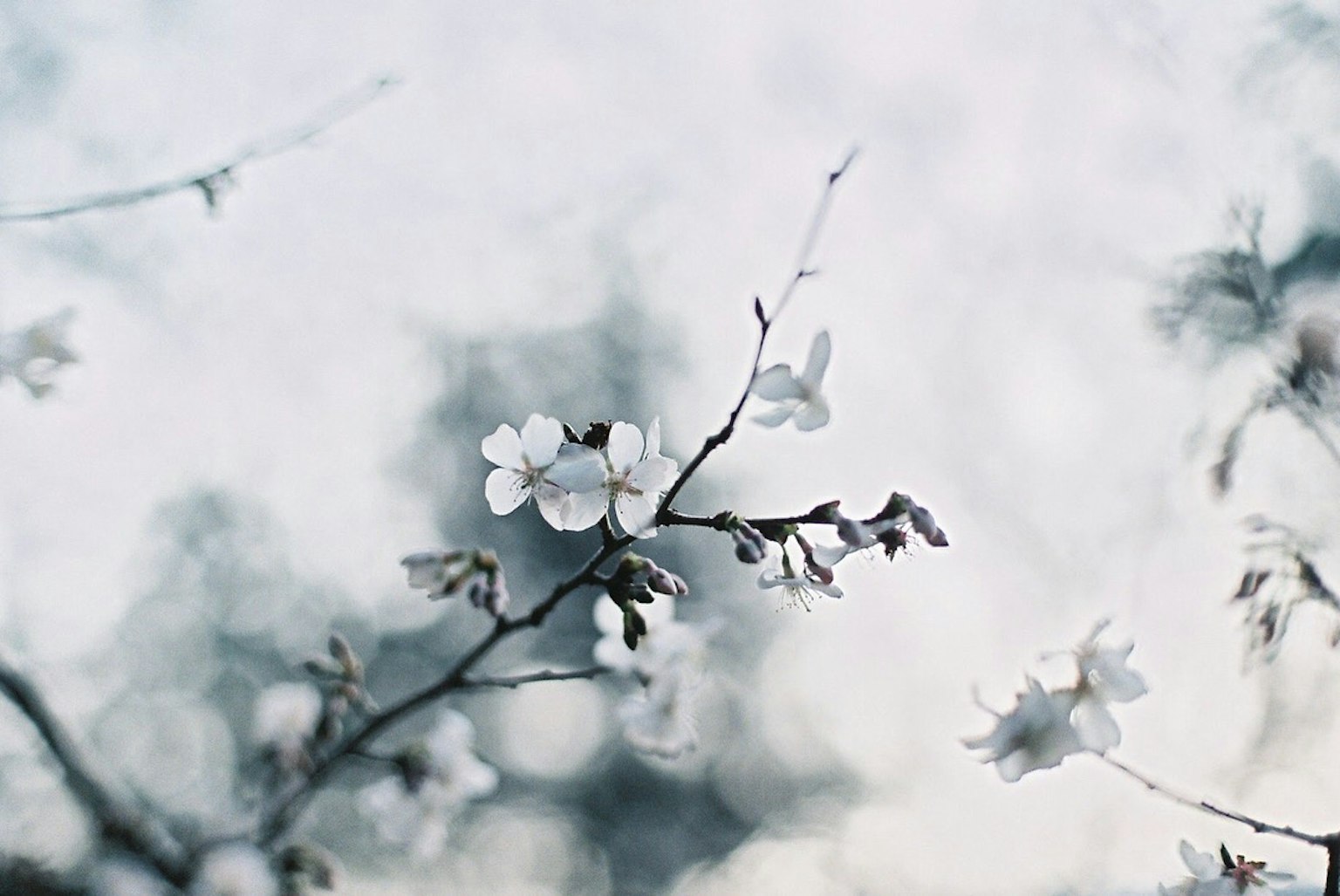 Flores de cerezo blancas floreciendo contra un suave fondo azul