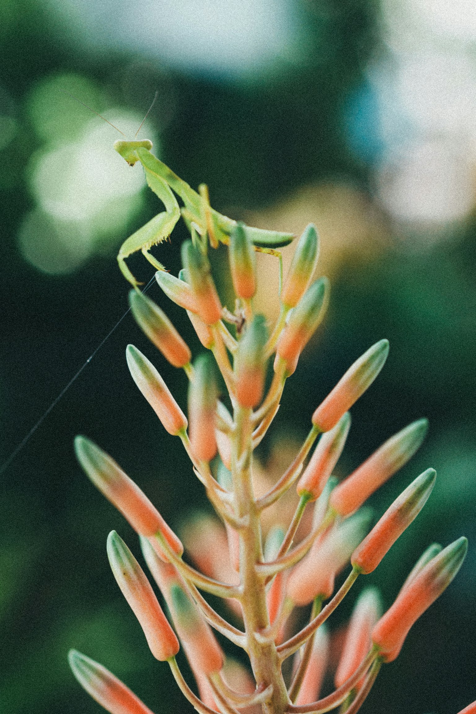 Insecte vert perché sur le bout d'une fleur orange