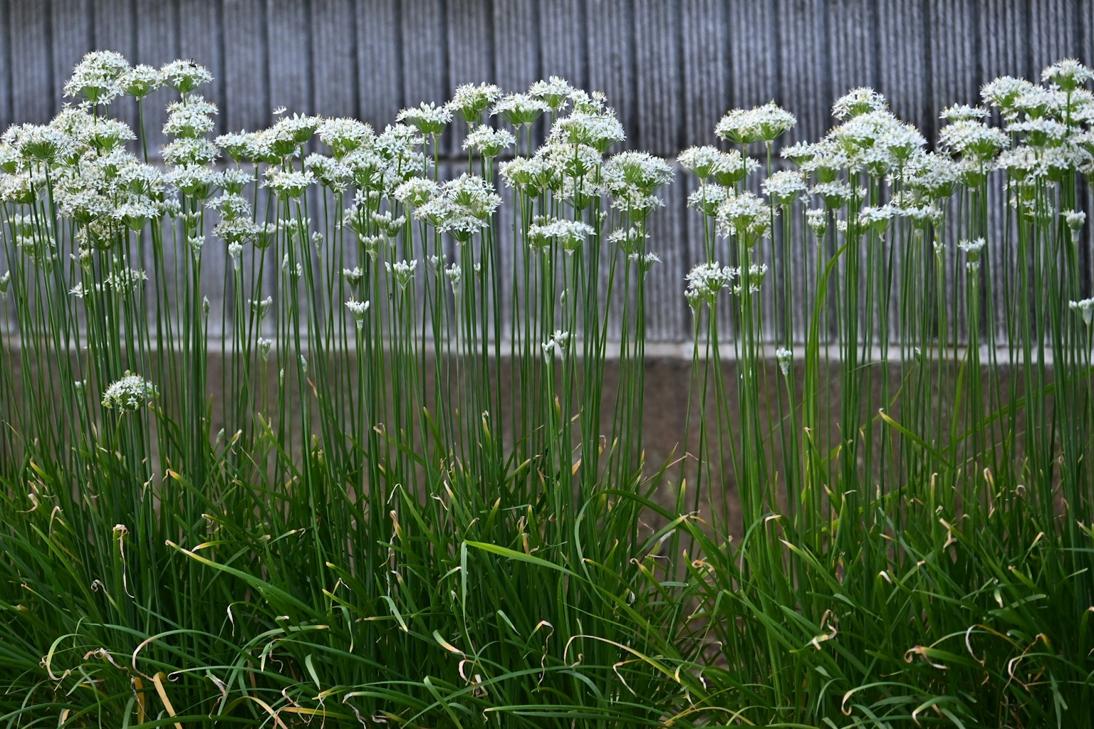 Un campo de plantas verdes altas con flores blancas frente a un fondo de madera
