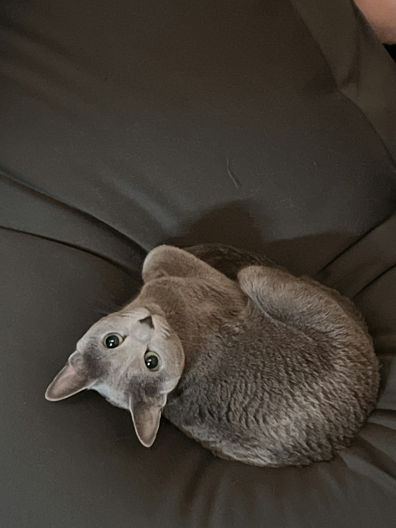 灰色猫卷曲在沙发上