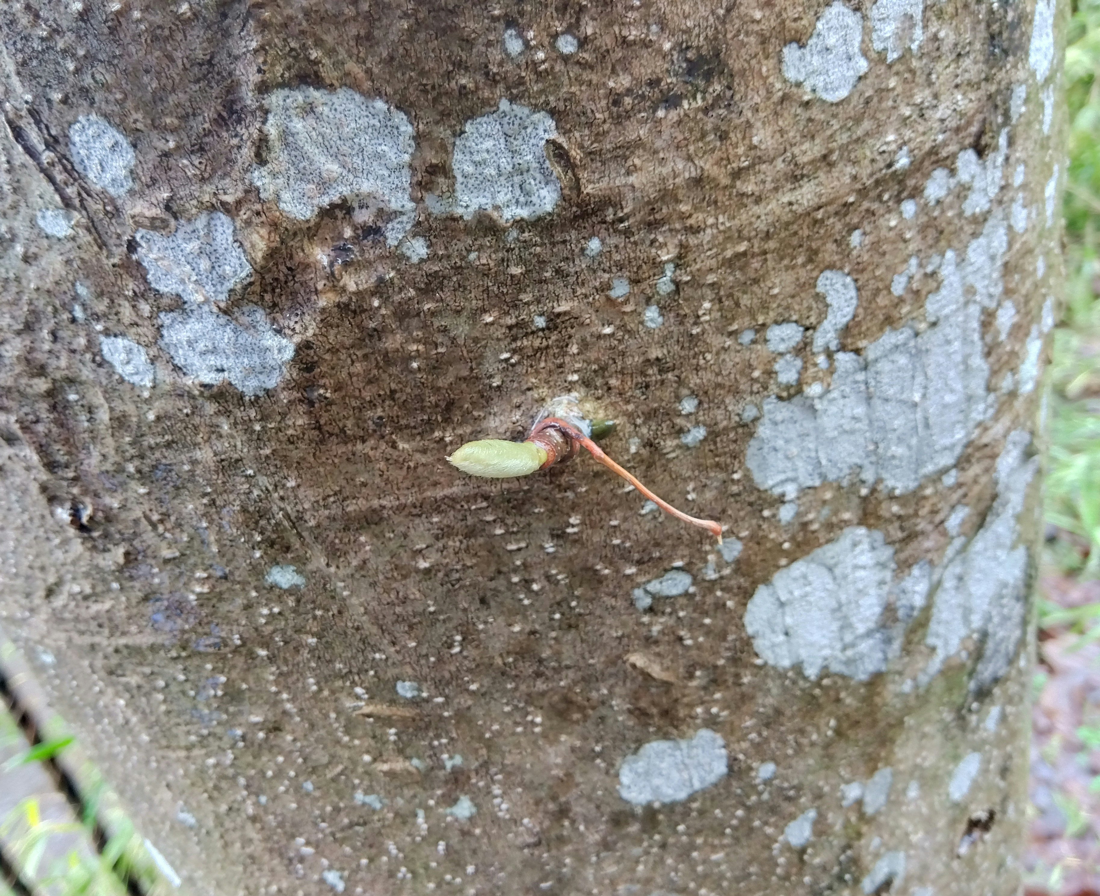 木の幹の割れ目から芽吹く小さな新芽
