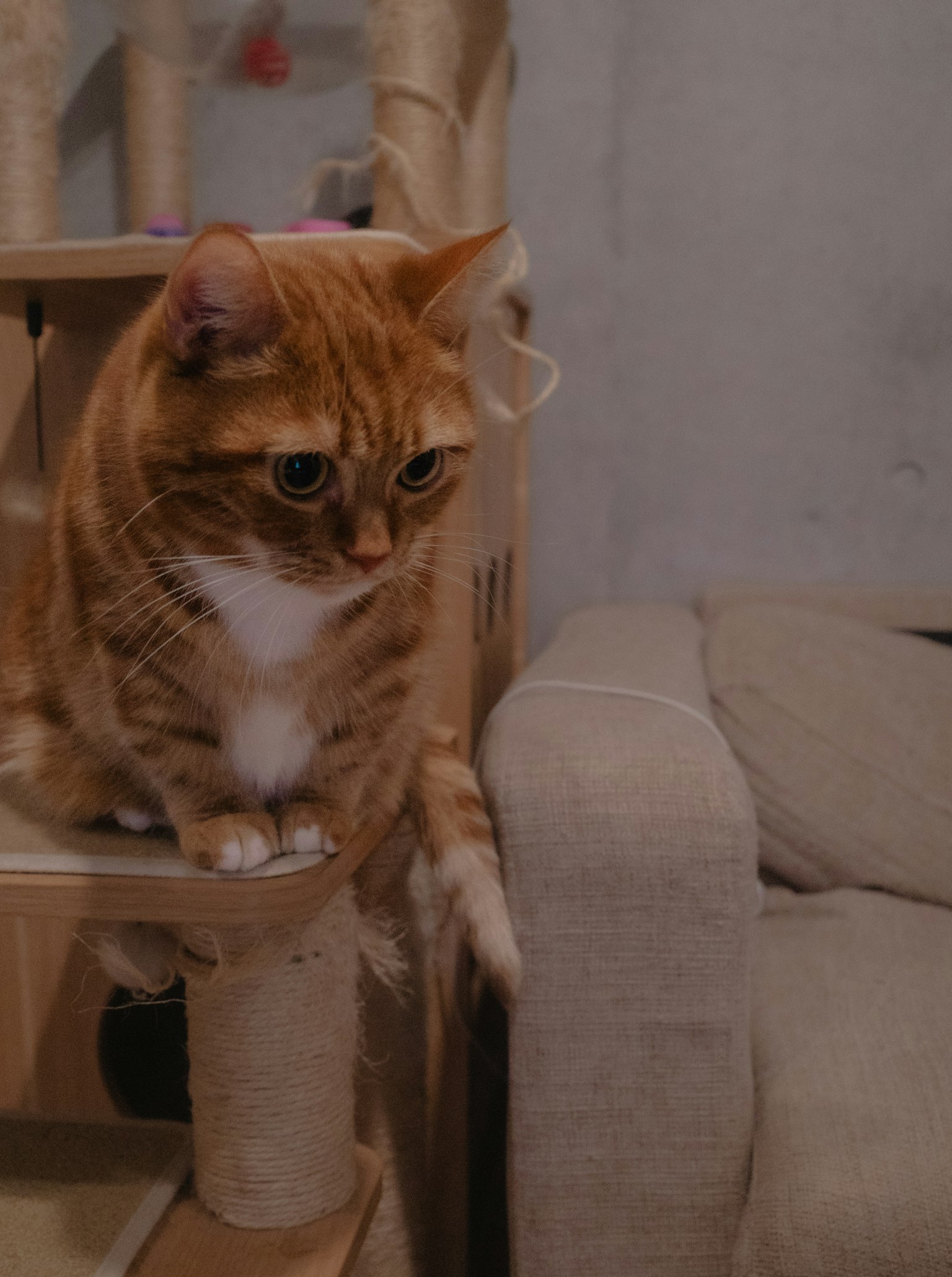 Un gatto seduto su un albero per gatti in un ambiente interno accogliente