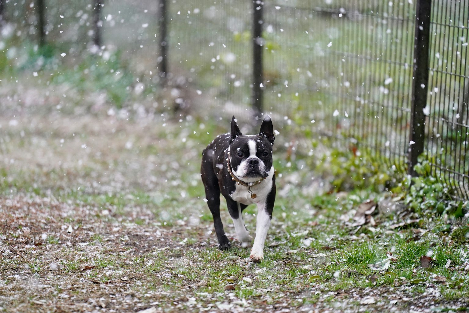 Boston Terrier dog running in the snow