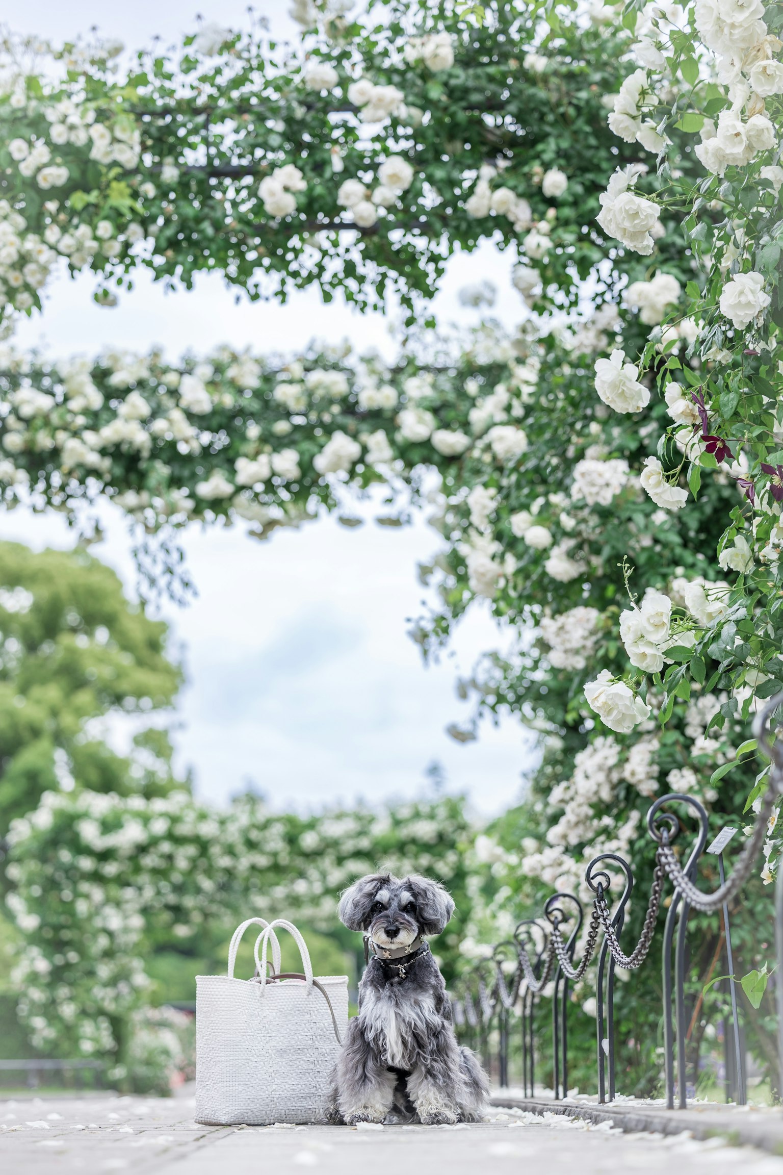A dog sitting beside a bag on a path surrounded by white roses