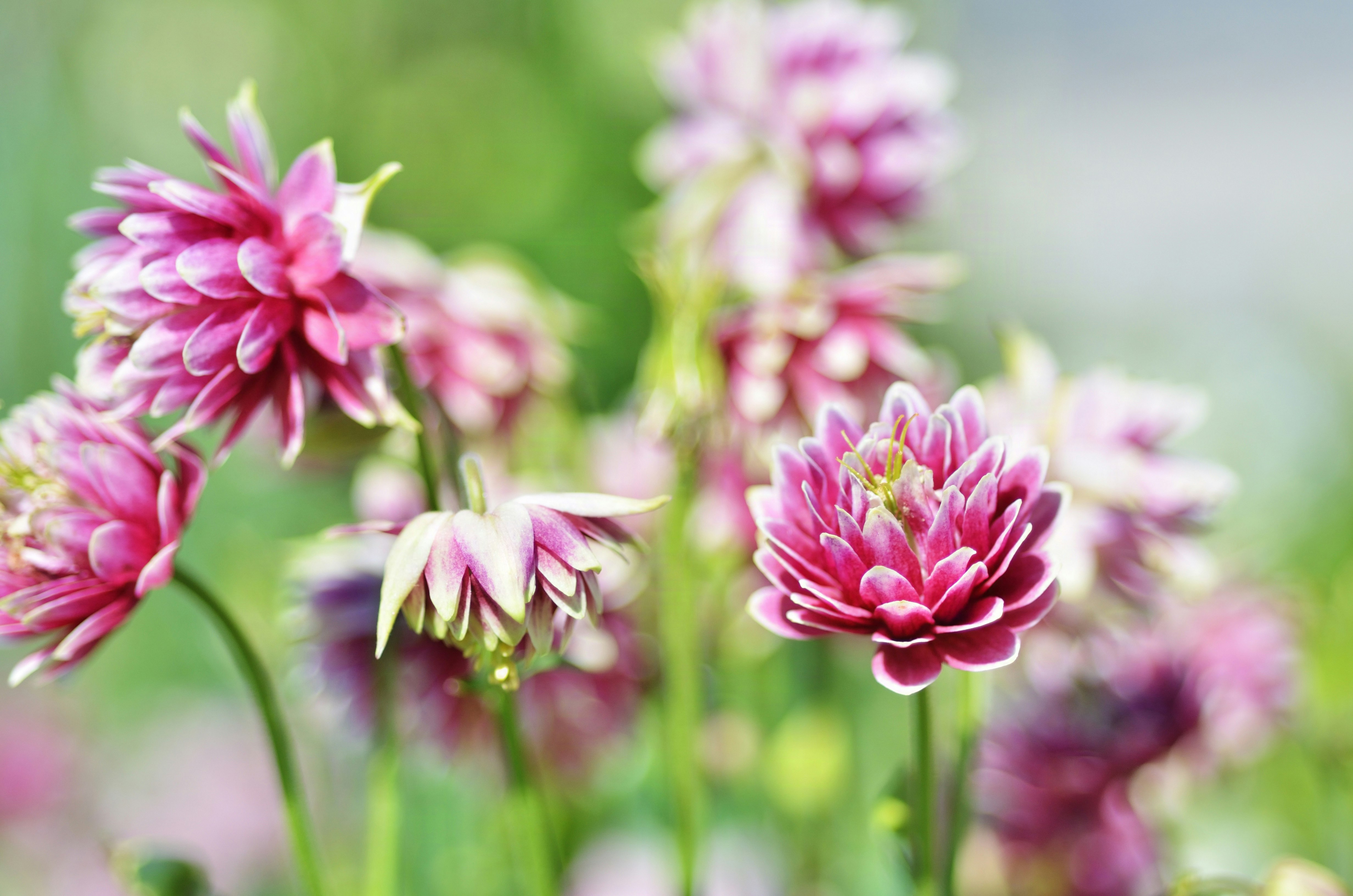 ピンクの花が咲くボタニカルの群生