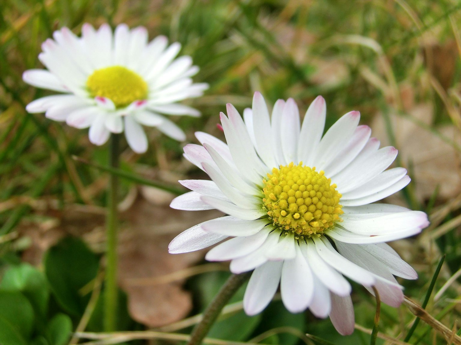 Deux marguerites blanches fleurissant parmi l'herbe verte