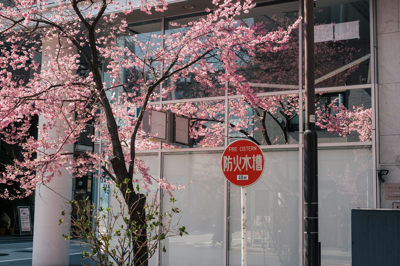 Albero di ciliegio in fiore in un contesto urbano con fiori rosa che si riflettono nelle finestre