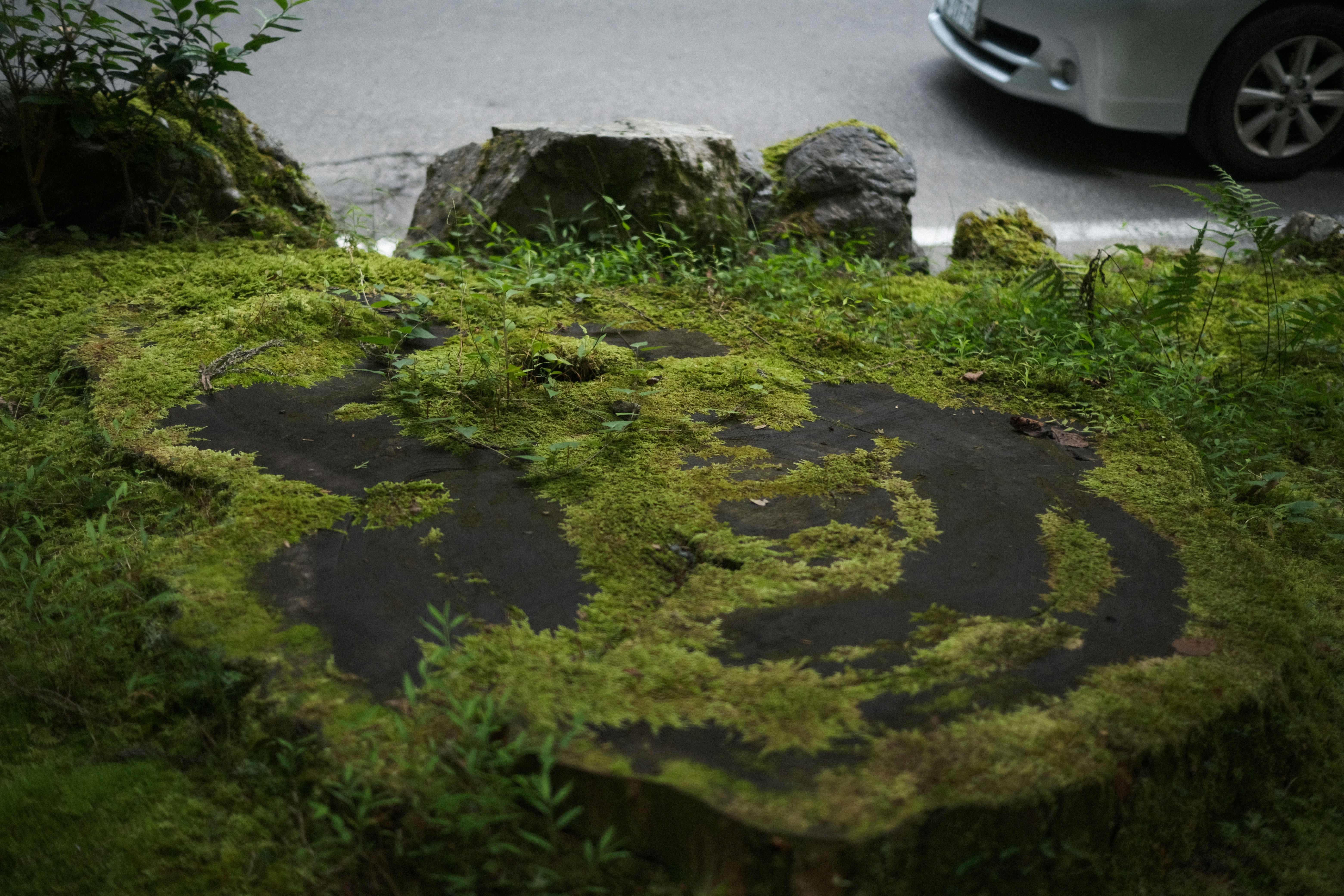 苔むした石畳と車のある屋外の小道