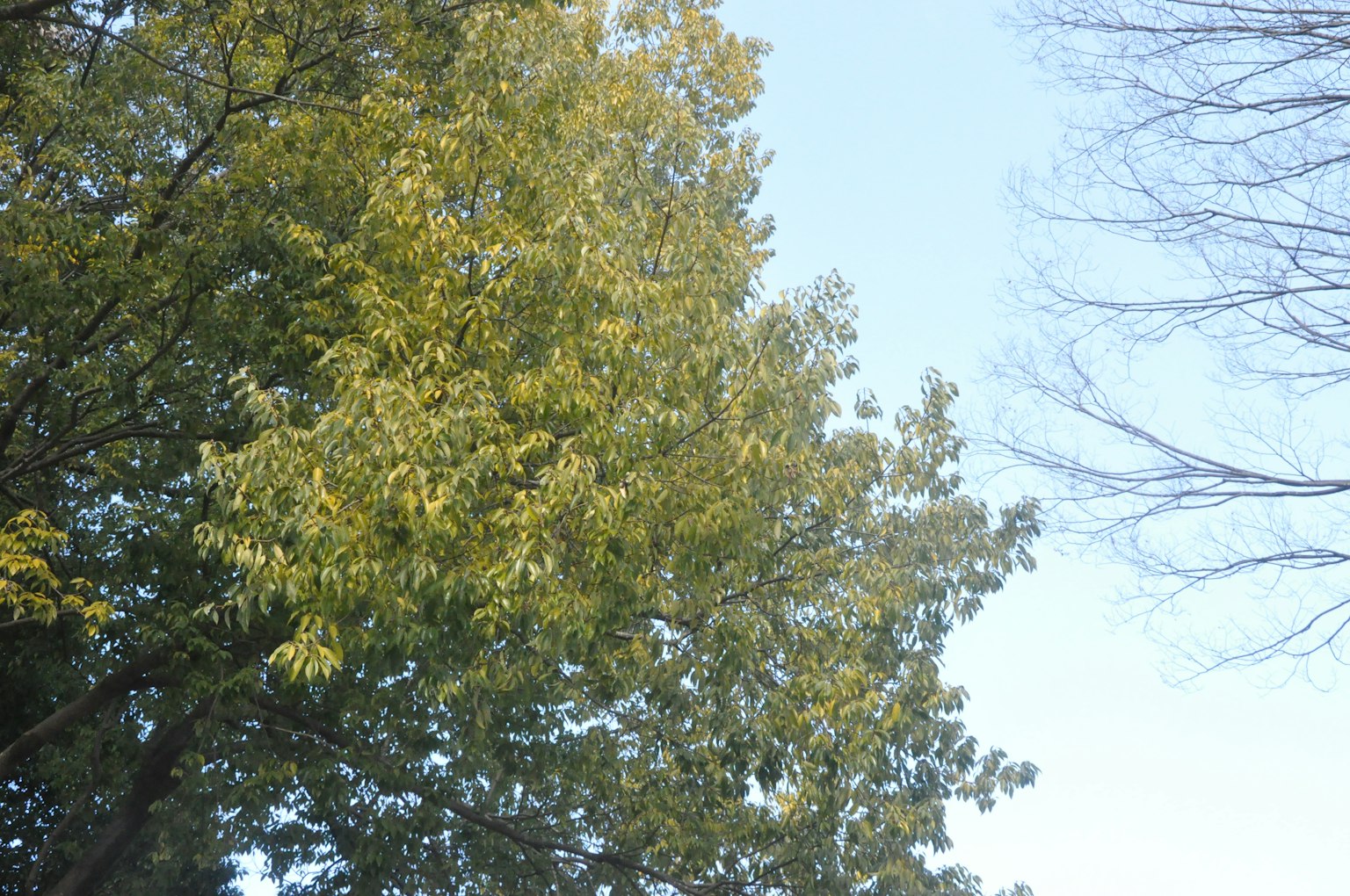 Partie supérieure d'un arbre avec des feuilles vertes contre un ciel bleu