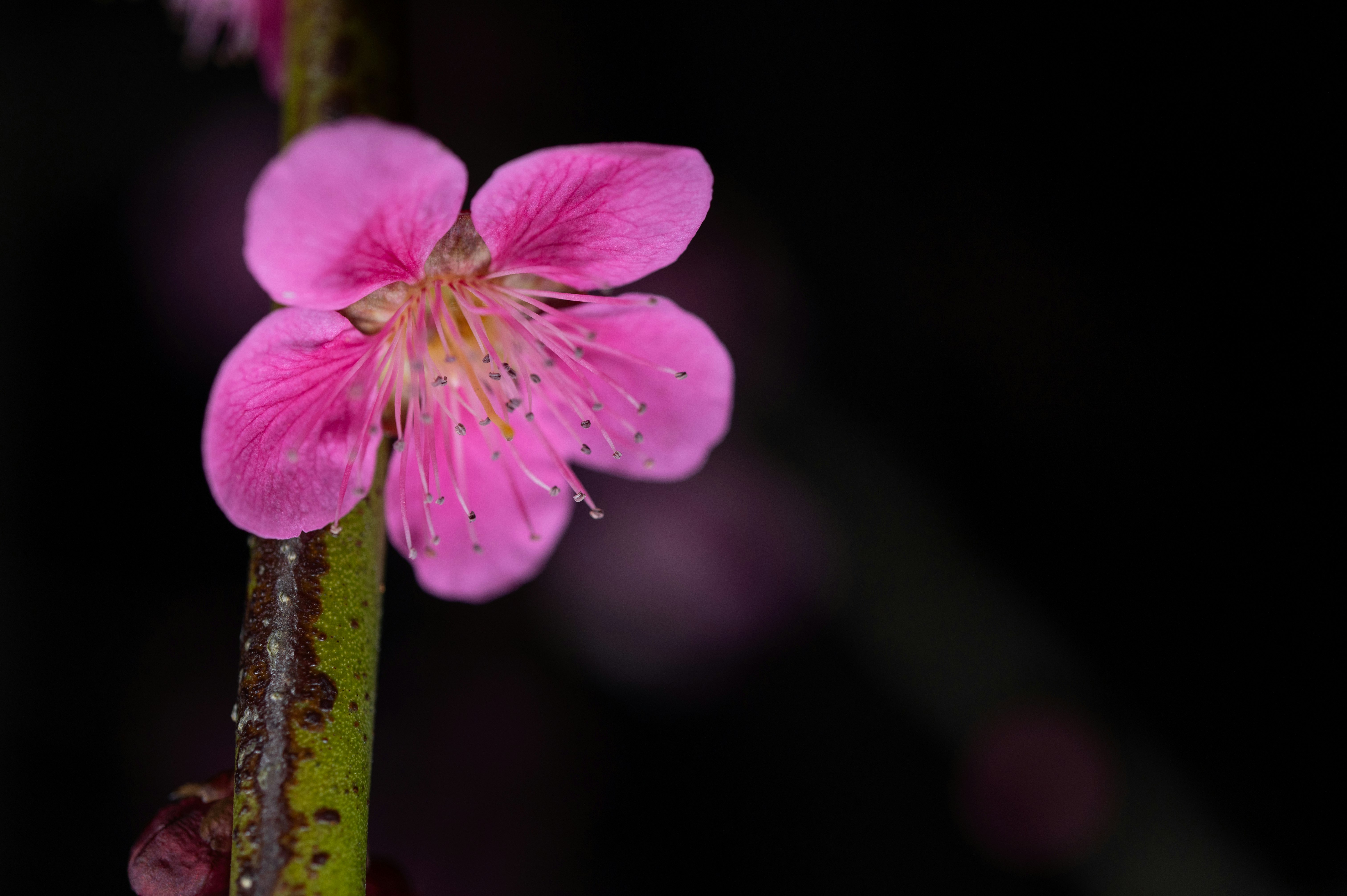 粉色花苞盛开的特写