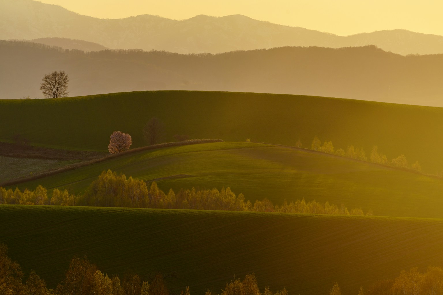 Tramonto su colline verdi ondulate con la silhouette di un albero