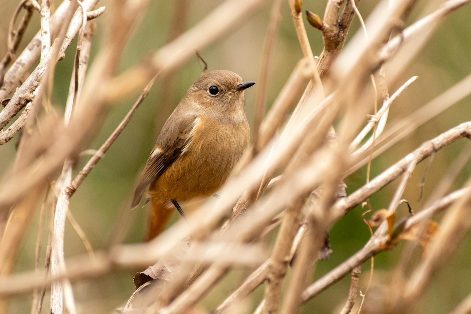 Un piccolo uccello nascosto tra rami secchi