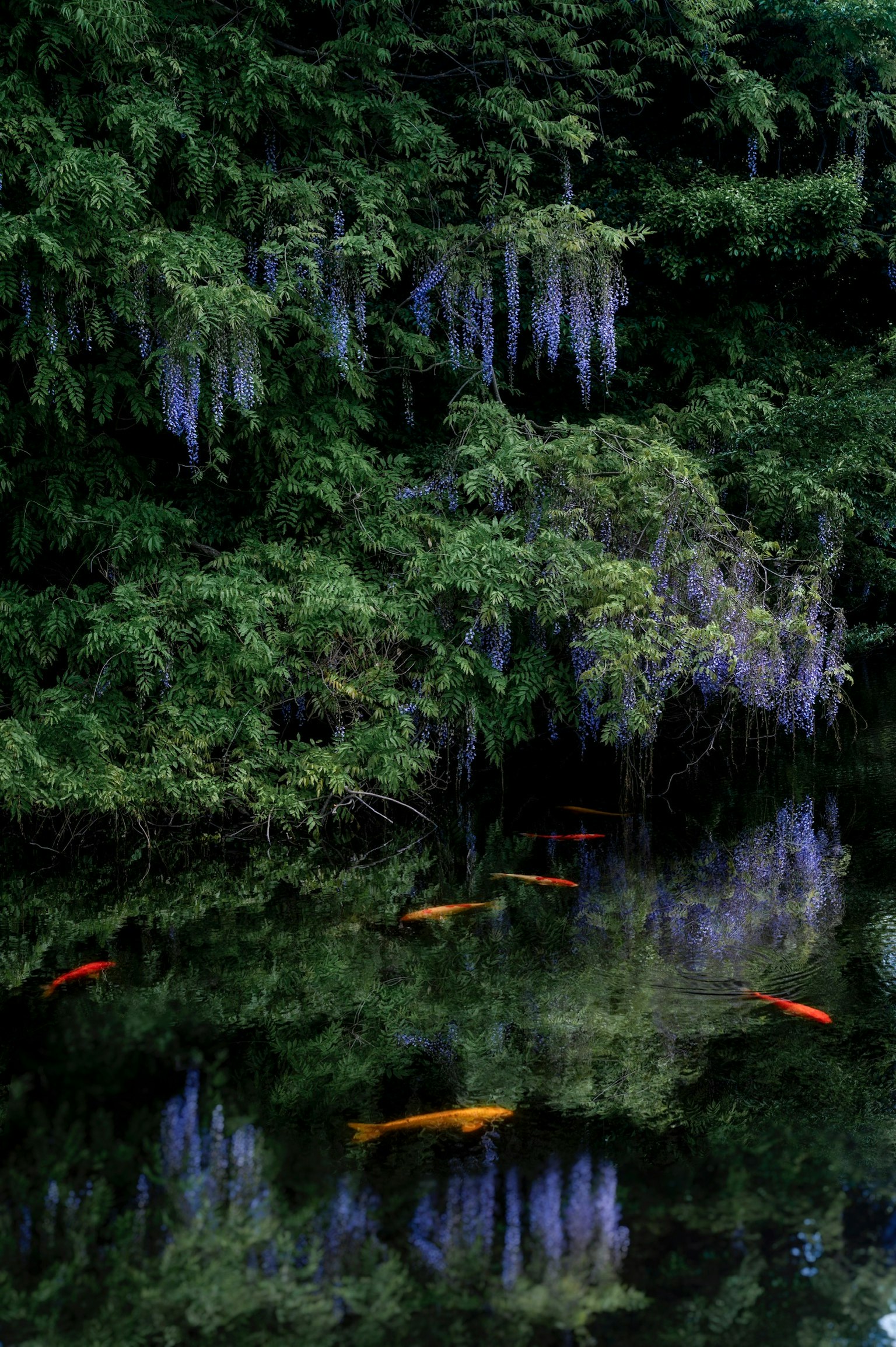 池塘中倒映的紫色紫藤花和綠色葉子