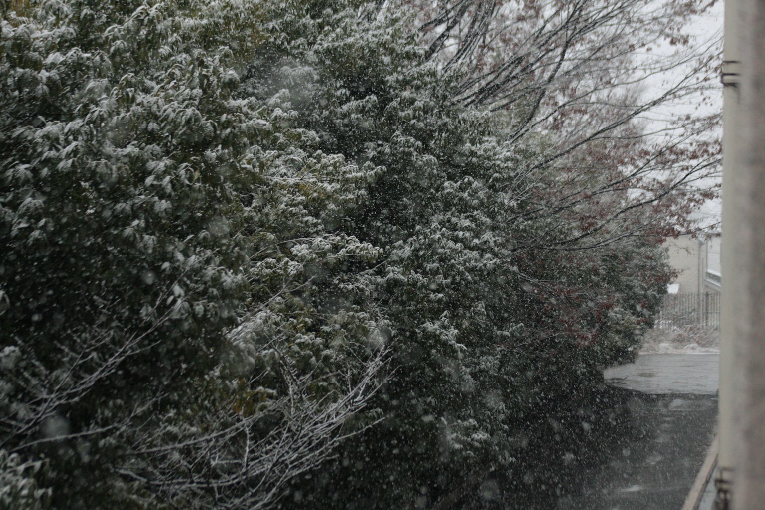 雪中的樹木和小徑場景