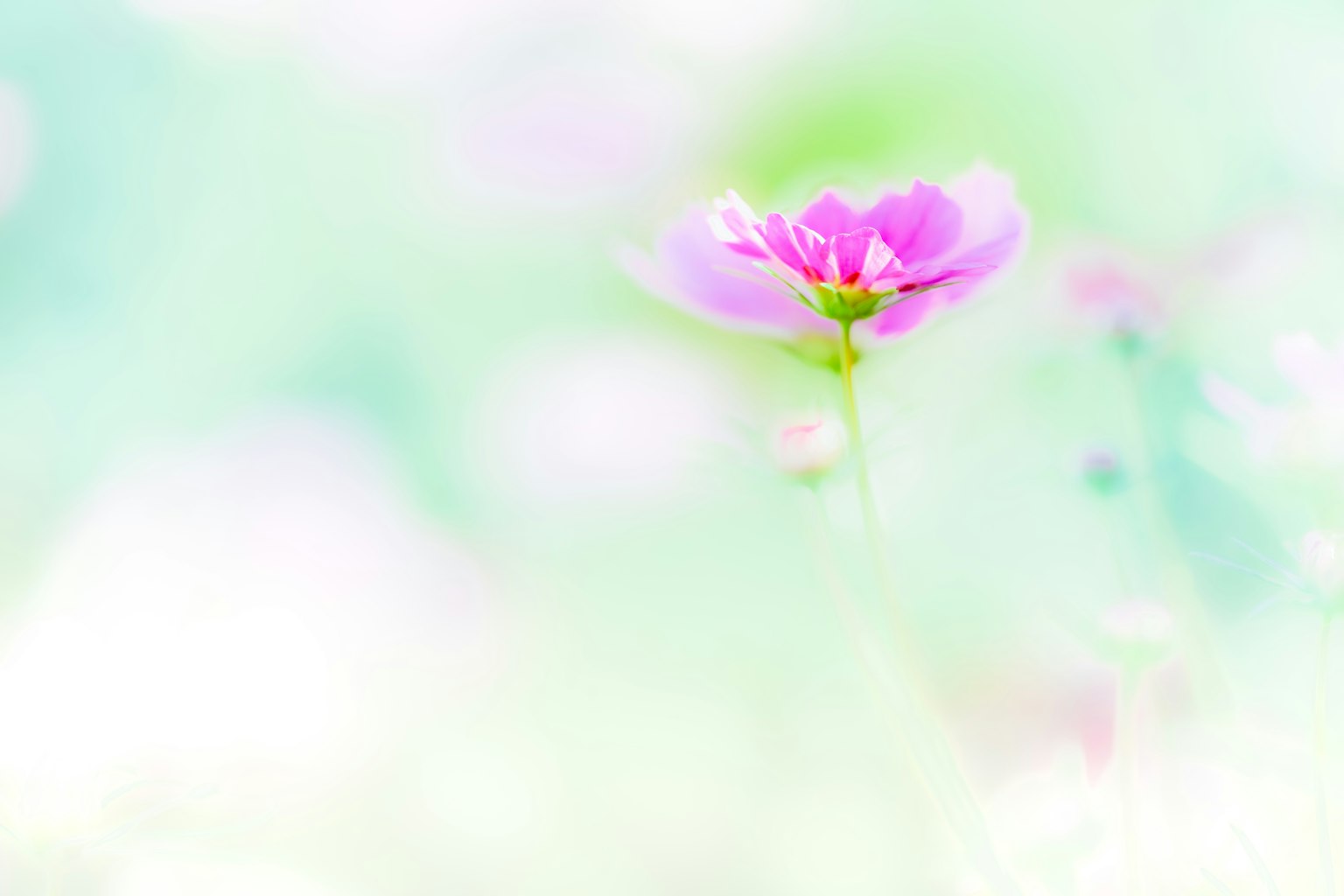 Gros plan d'une fleur rose sur un fond pastel doux