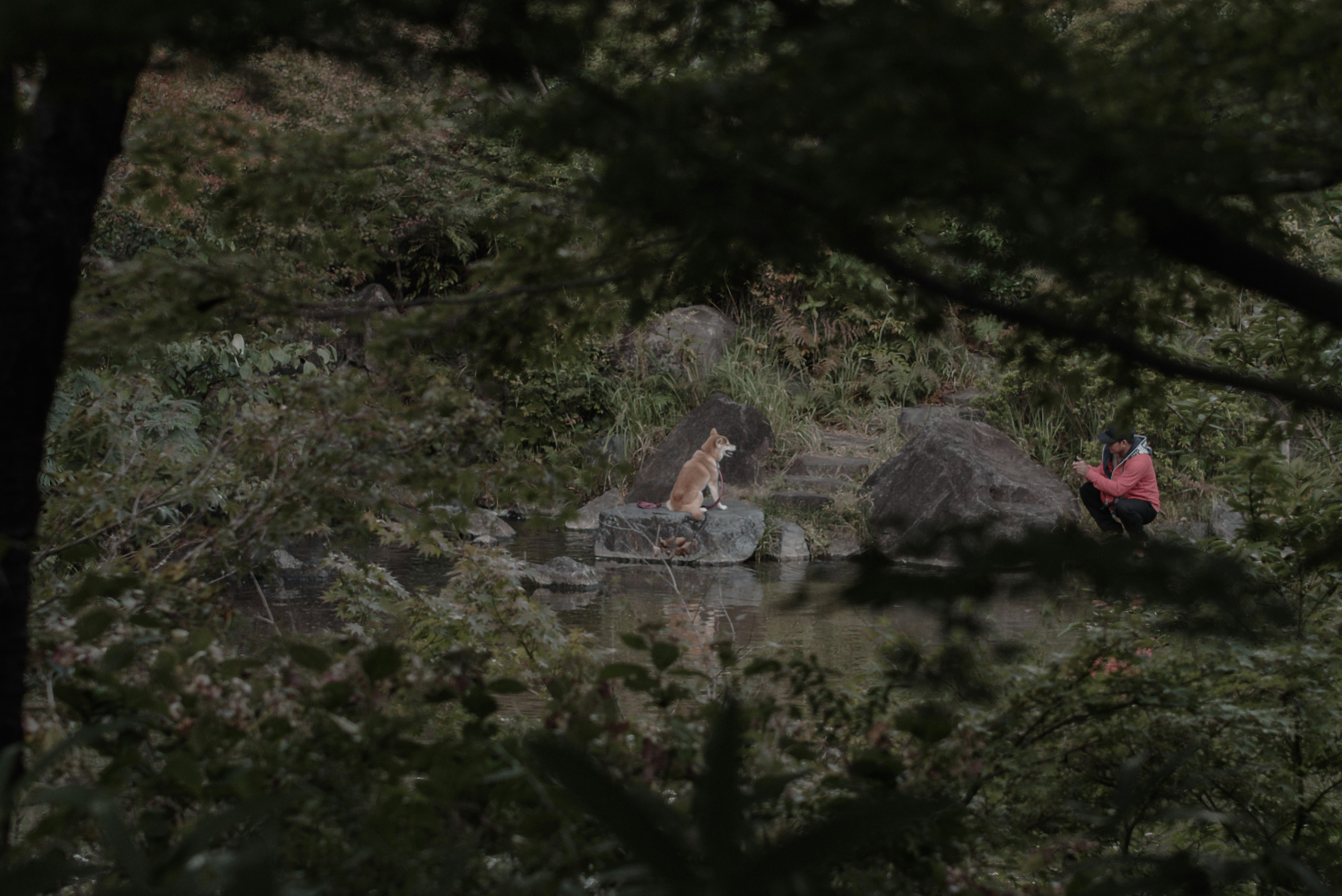 木々の間でカメラ目線の柴犬と飼い主