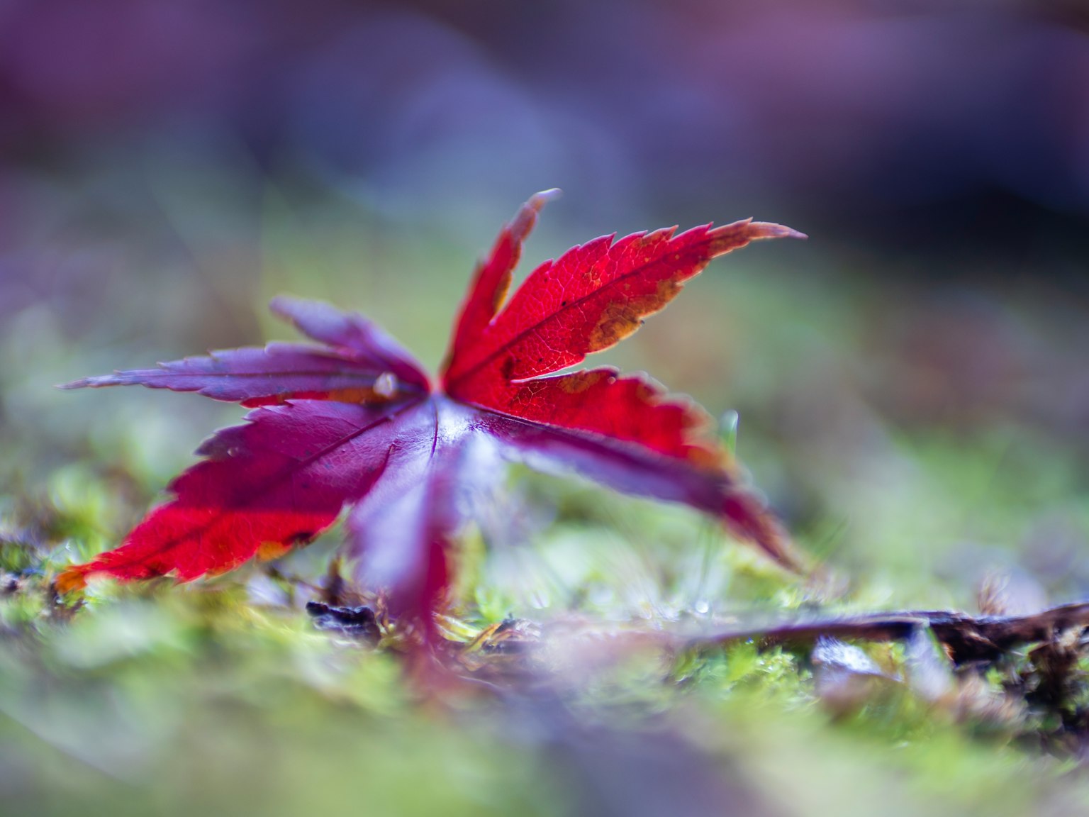 Feuille rouge vibrante reposant sur le sol