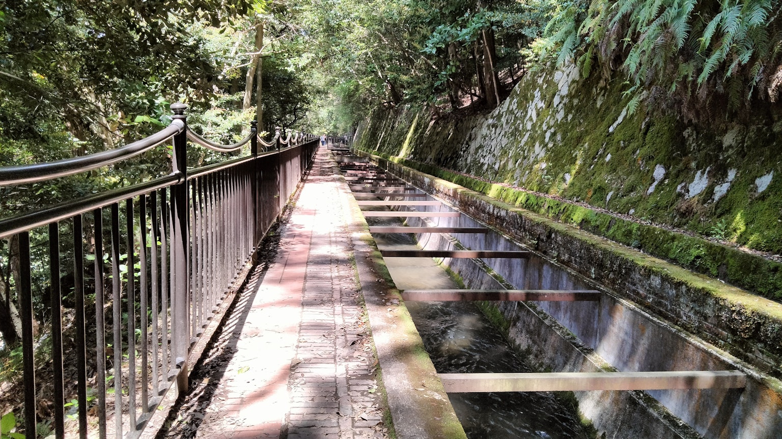 郁郁蔥蔥的森林中的木棧道和金屬欄杆