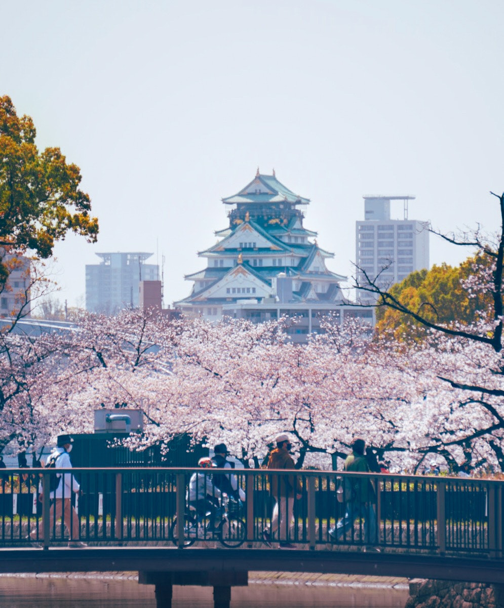 大阪城の周りに咲く桜並木
