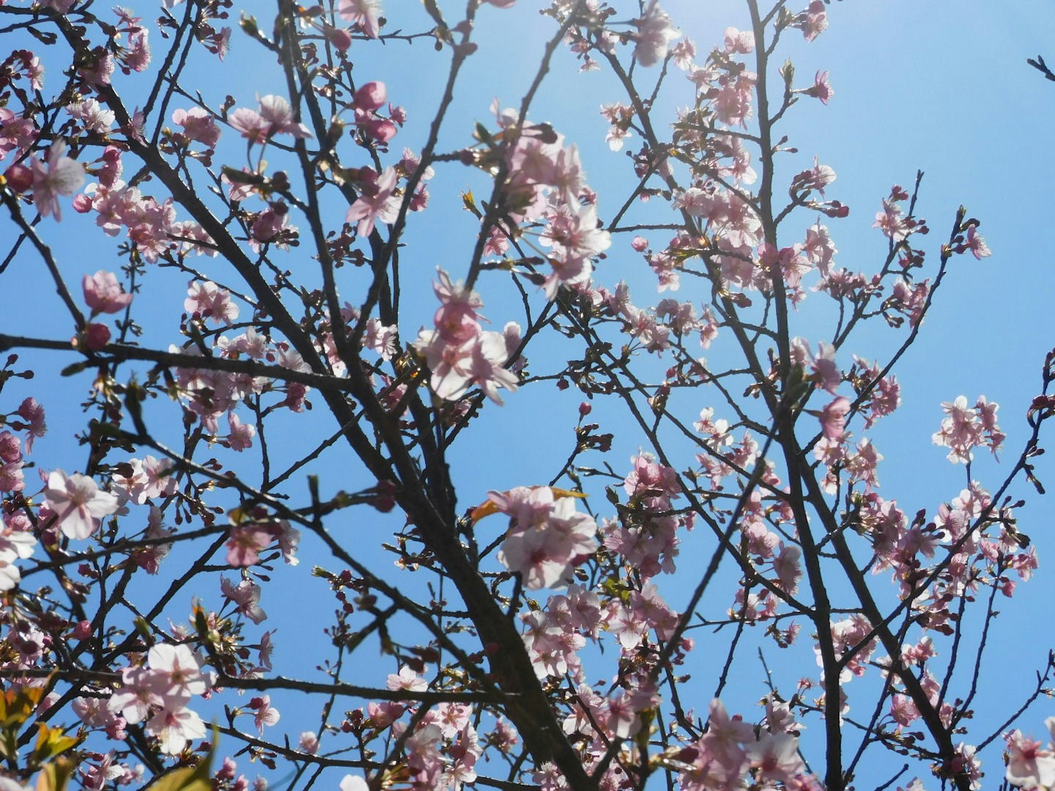 Kirschblüten und dünne Äste vor blauem Himmel