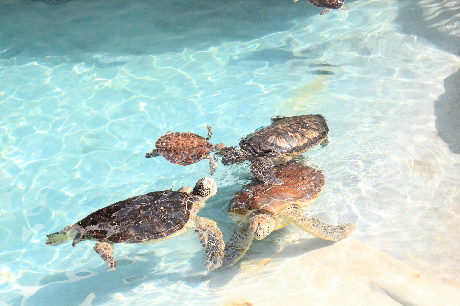 Vier Schildkröten schwimmen in klarem blauen Wasser