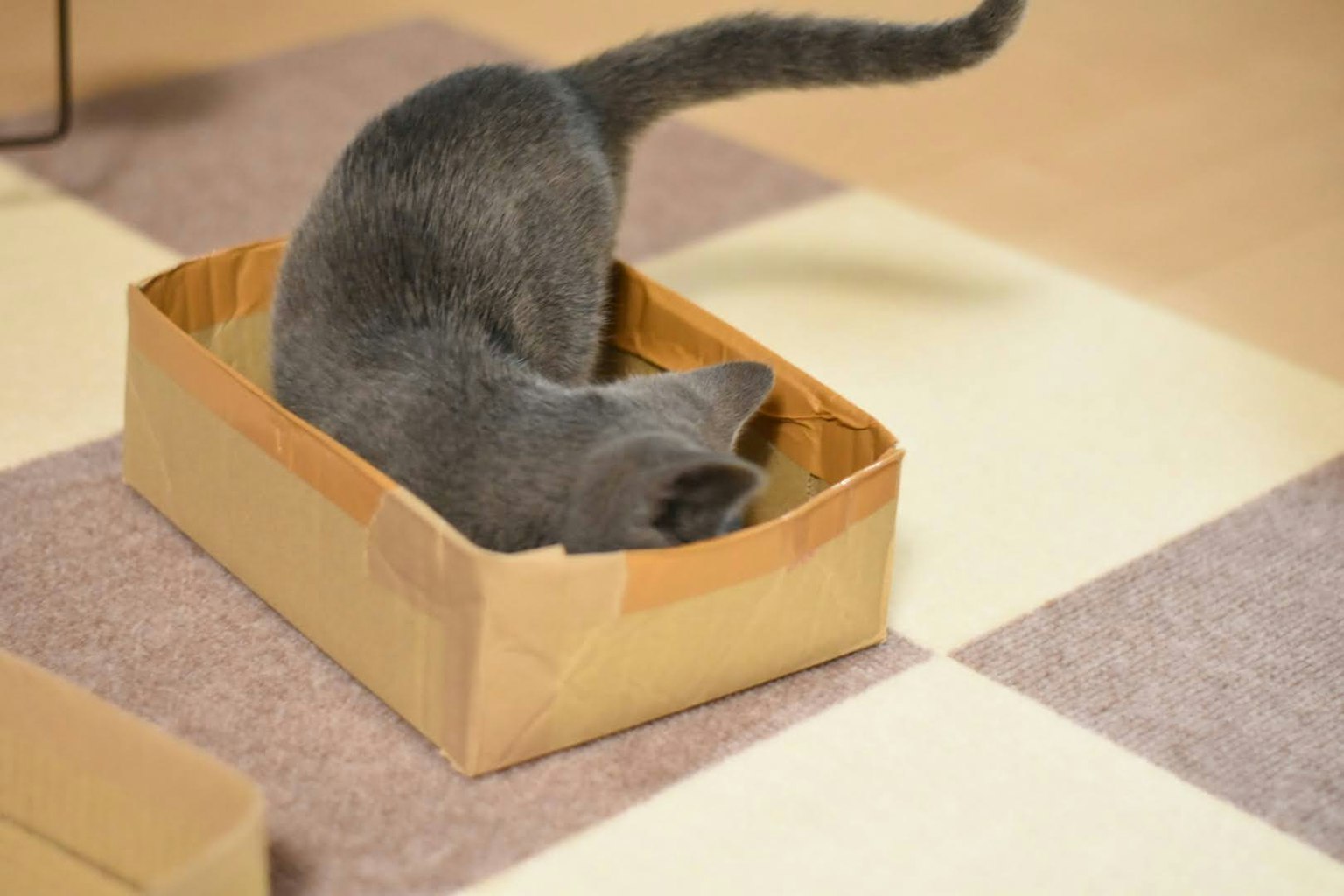 Gato gris mirando dentro de una caja de cartón
